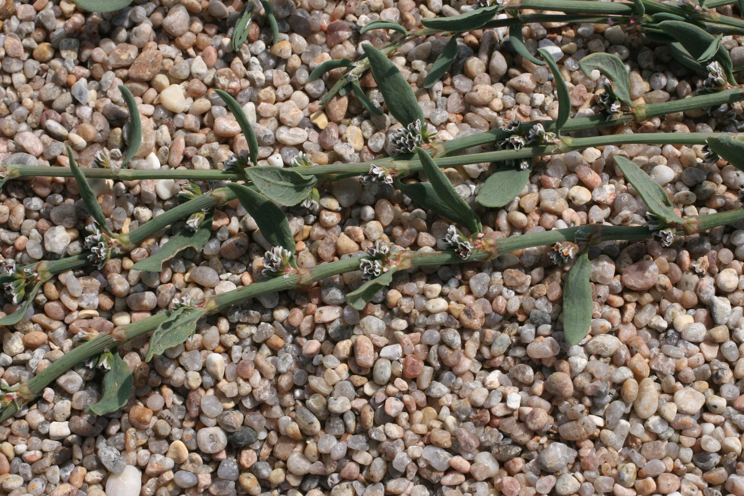 Afficher le média polygonum_raii2md polygonum_raii2md