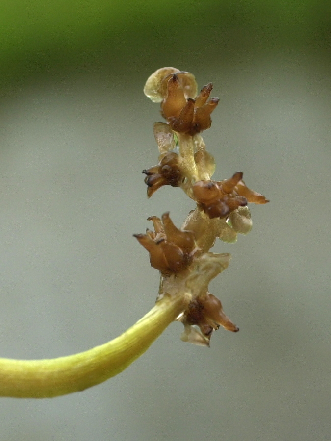 potamogeton_crispus4md