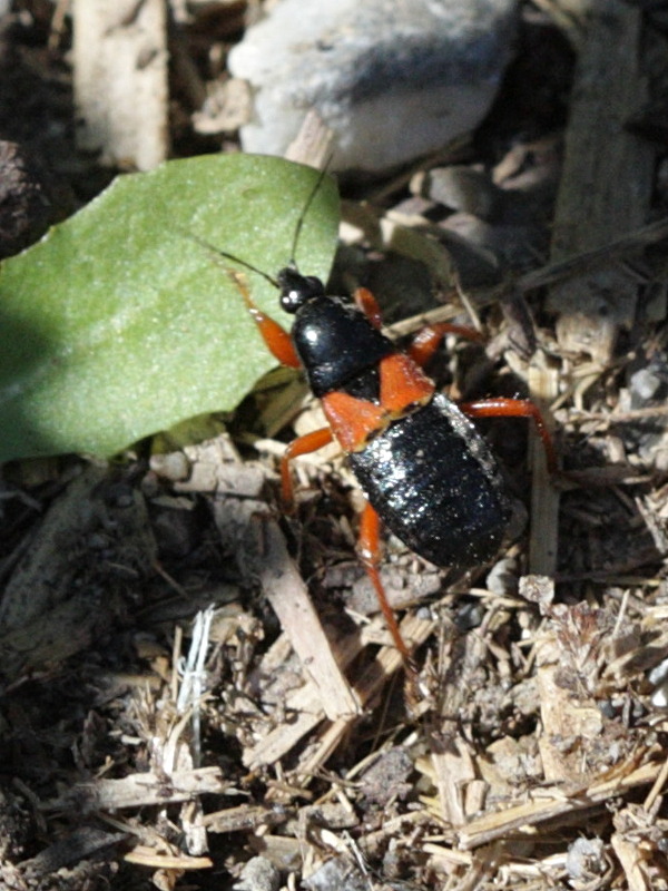 prostemma_guttula1bd