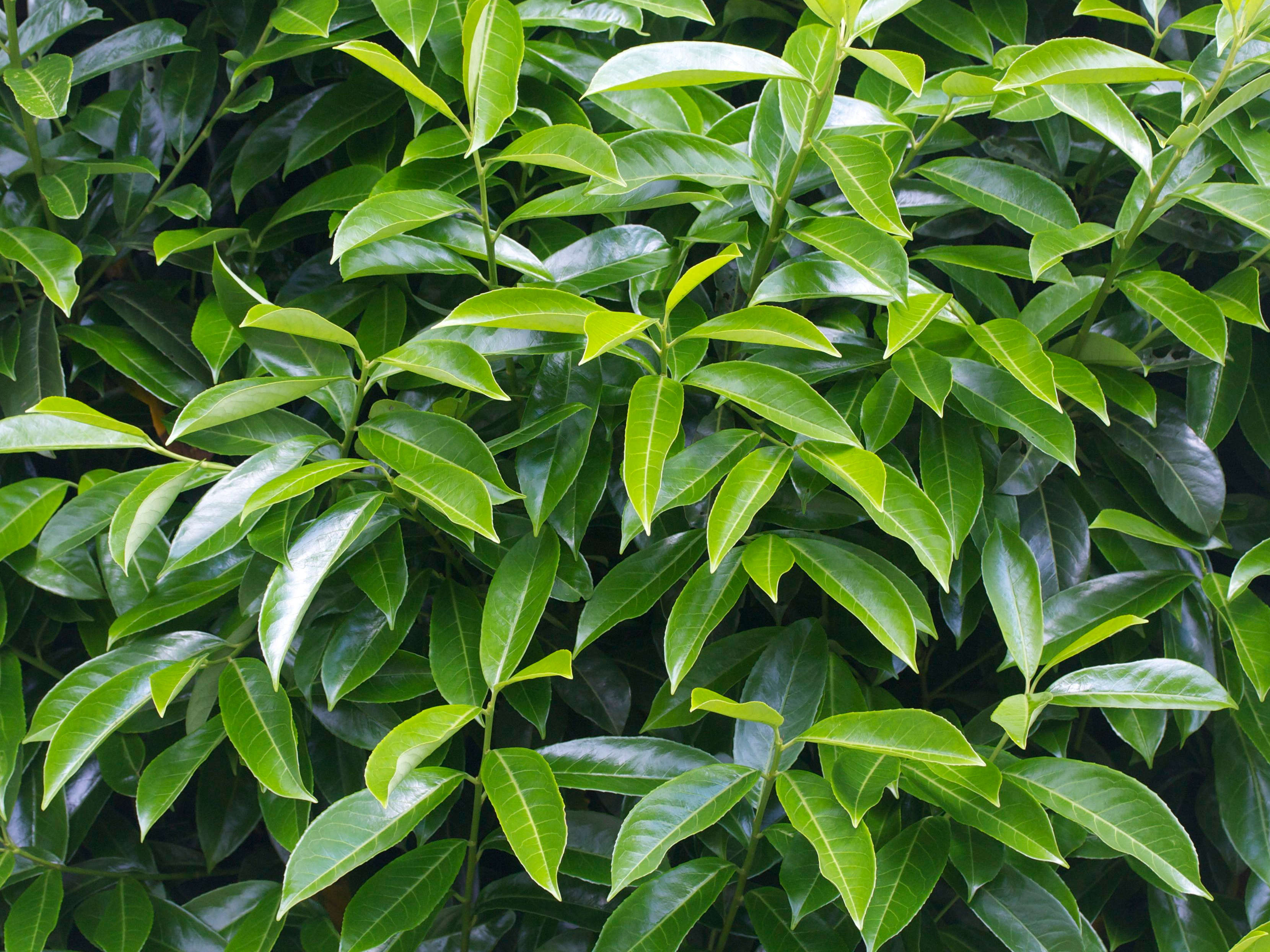 prunus_laurocerasus1amd