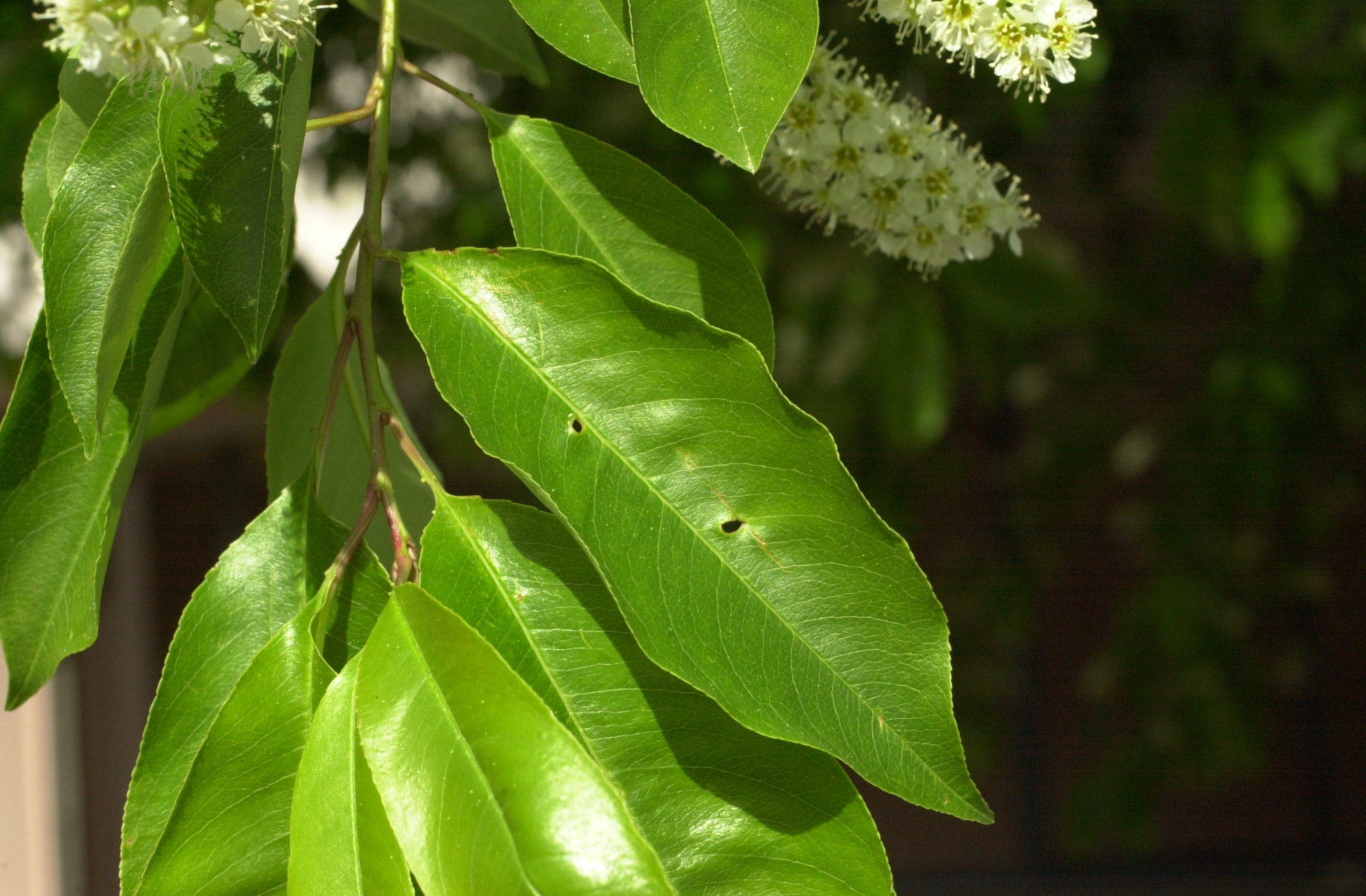 prunus_virginiana4md