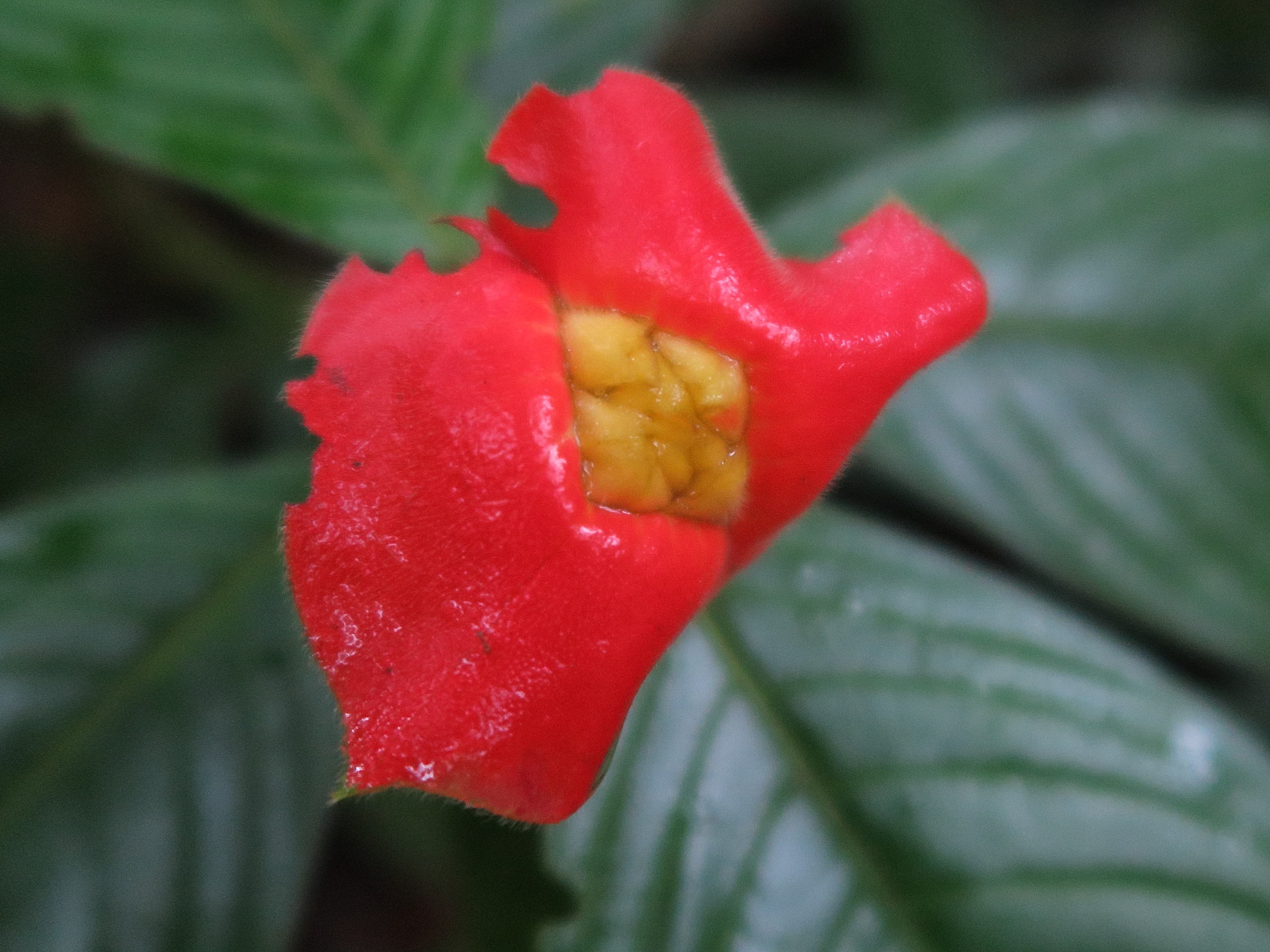 Afficher le média Psychotria_poeppigiana Psychotria_poeppigiana