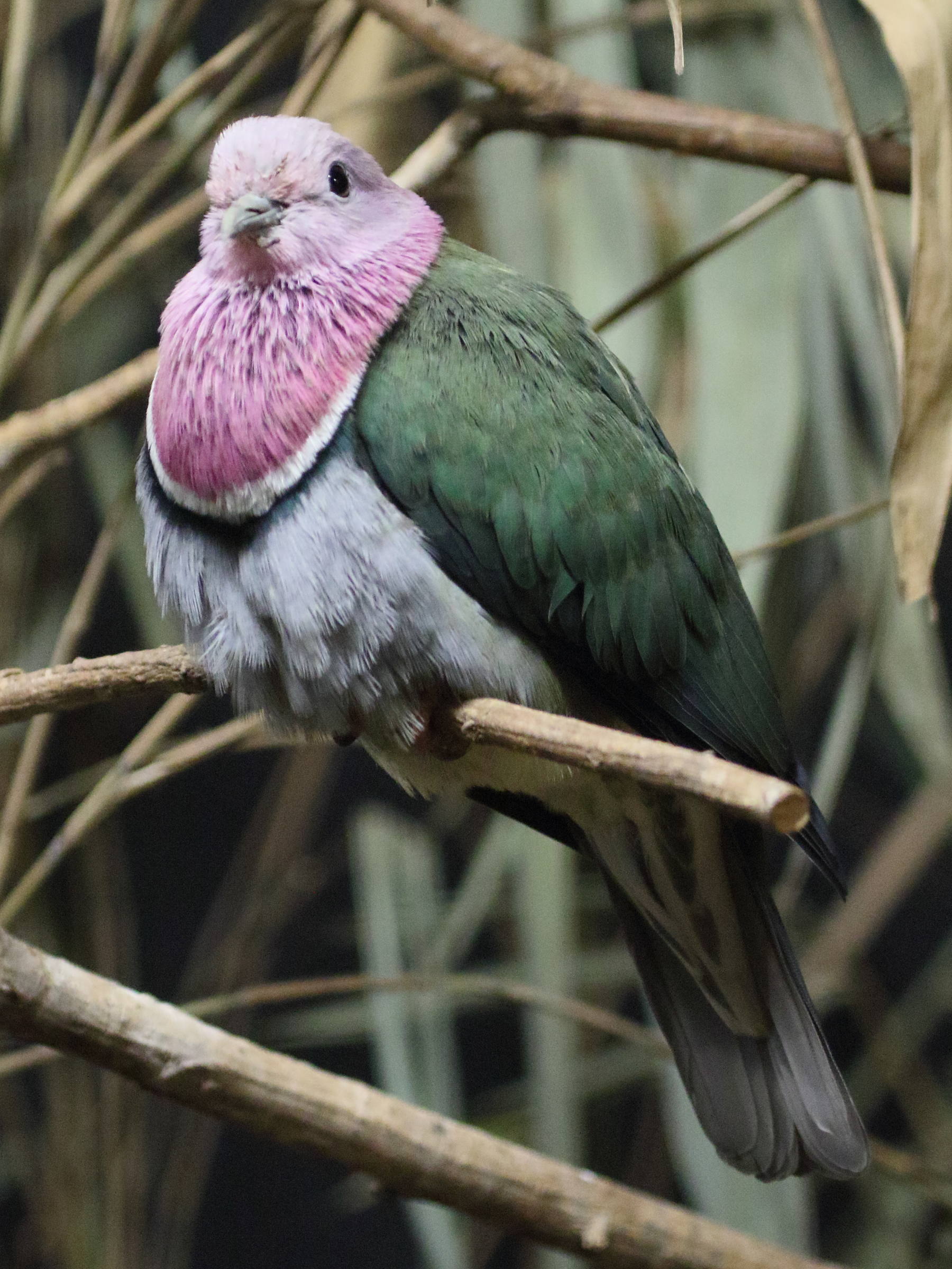 ptilope_porphyre_-_ptilinopus_porphyreus2bd