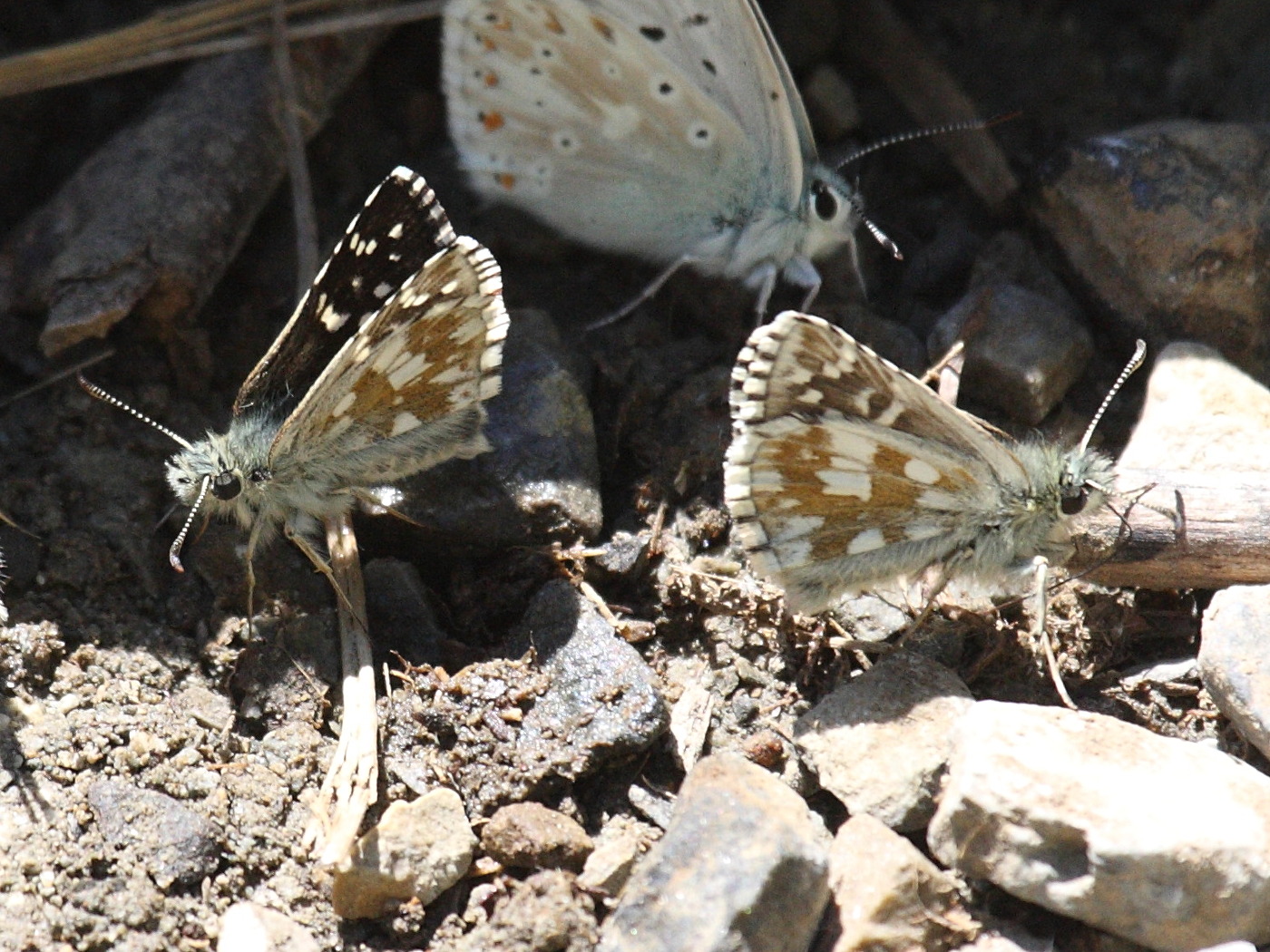 pyrgus_armoricanus2bd