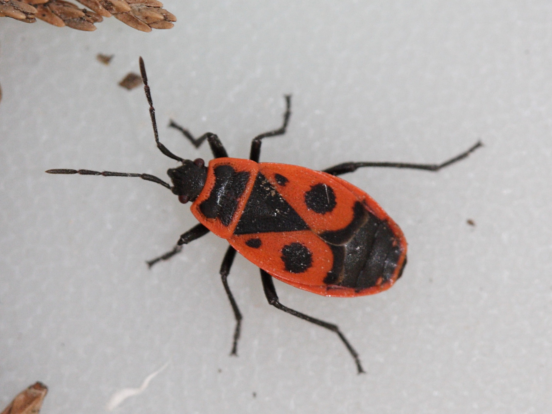 pyrrhocoris_apterus1md