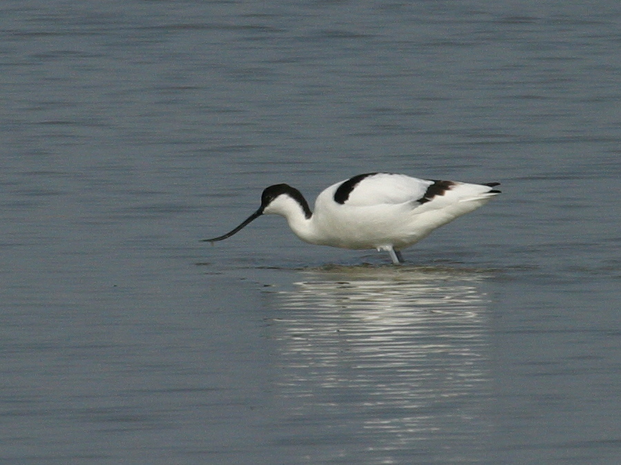 Afficher le média Recurvirostra_avosetta Recurvirostra_avosetta