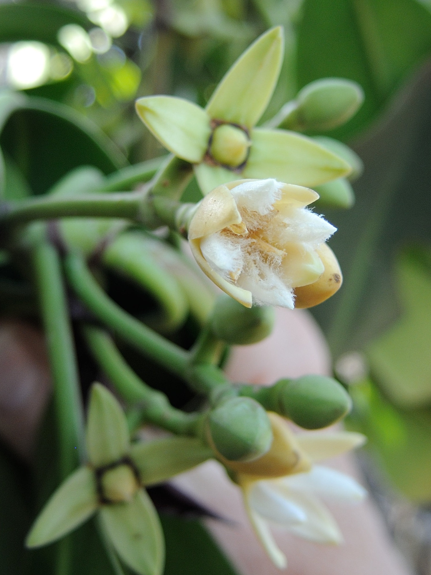 rhizophora_mucronata3md