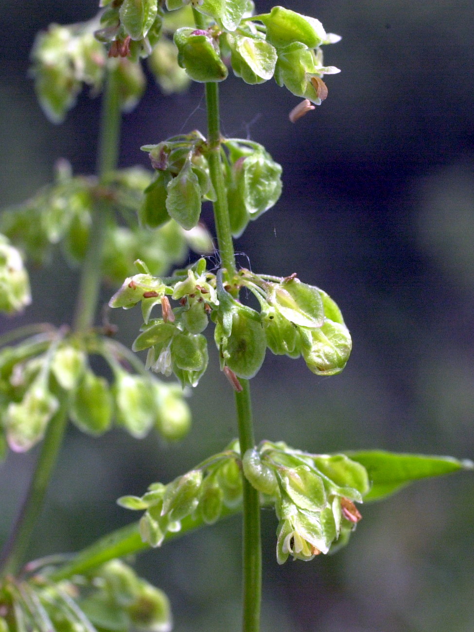Afficher le média rumex_sanguineus3md rumex_sanguineus3md