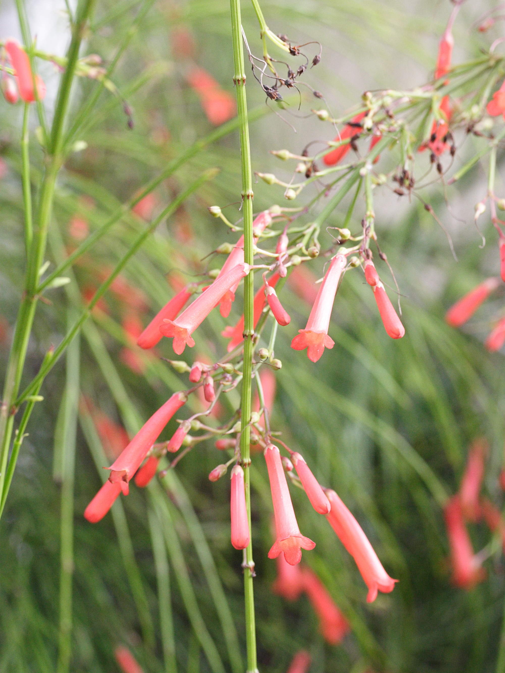 russelia_equisetiformis1md