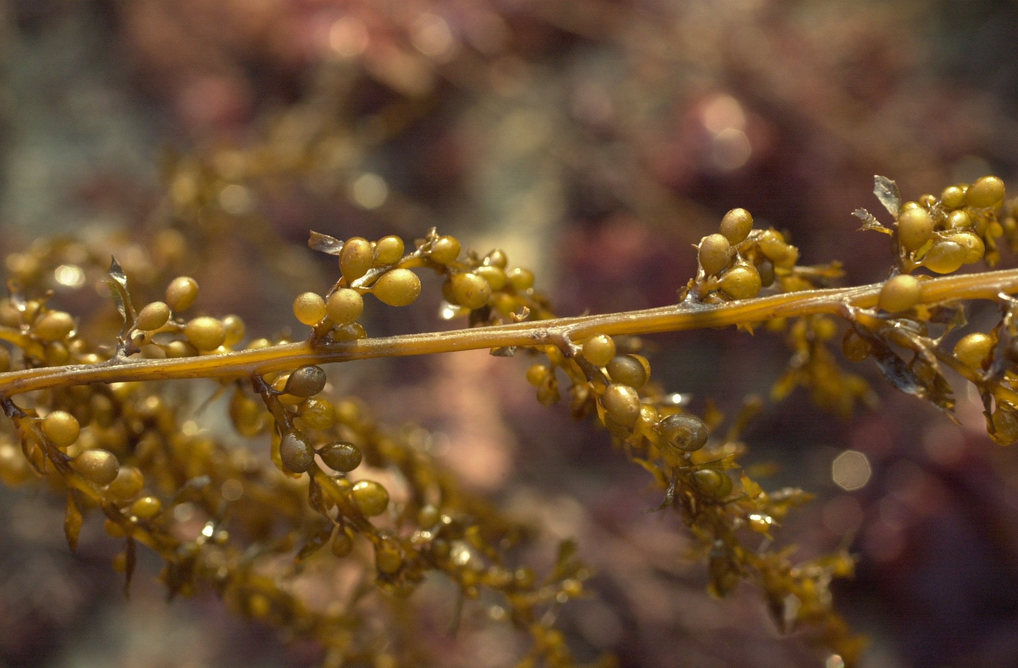 Afficher le média sargassum_muticum5md sargassum_muticum5md