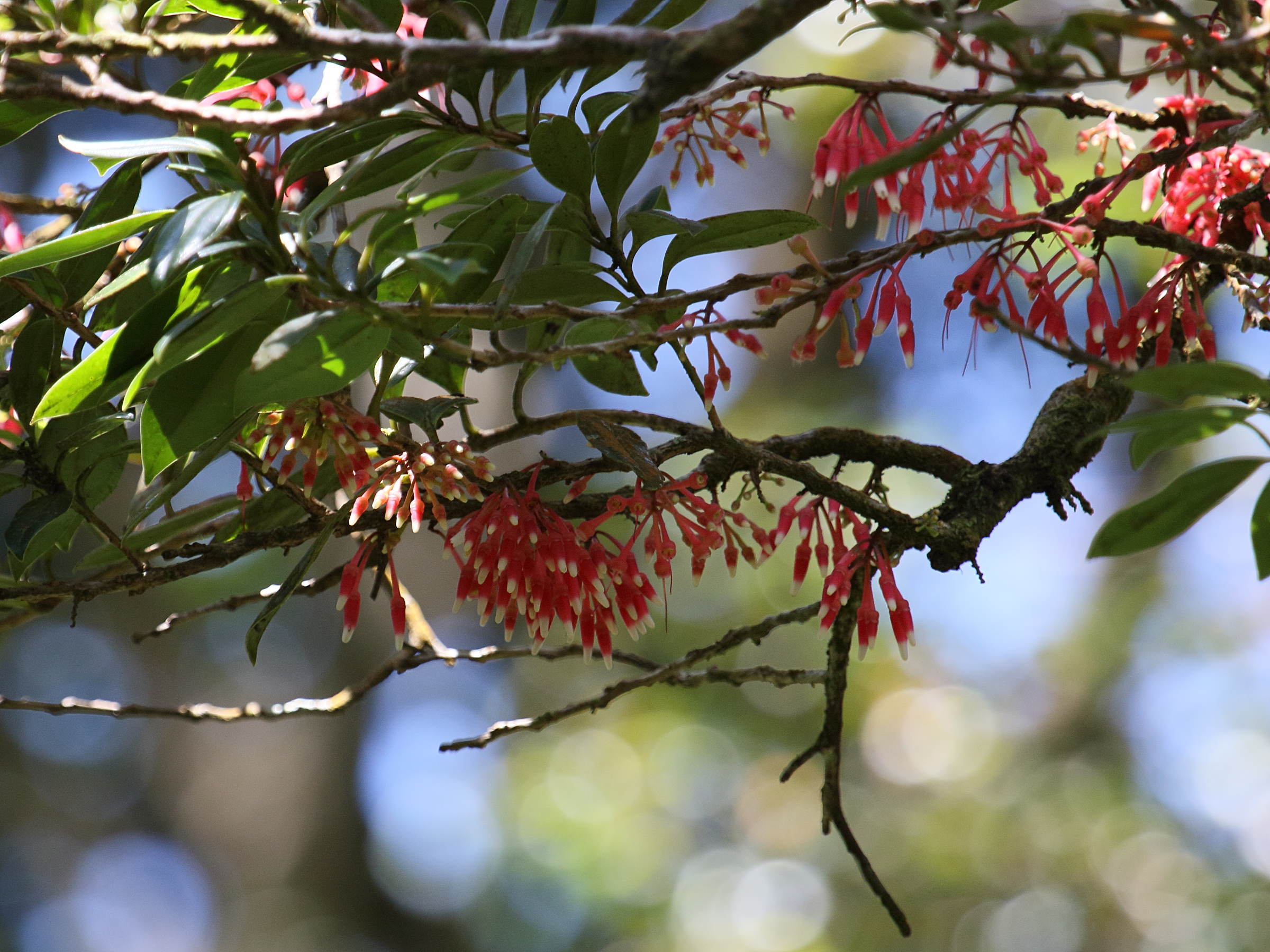 satyria_warszewiczii2bd