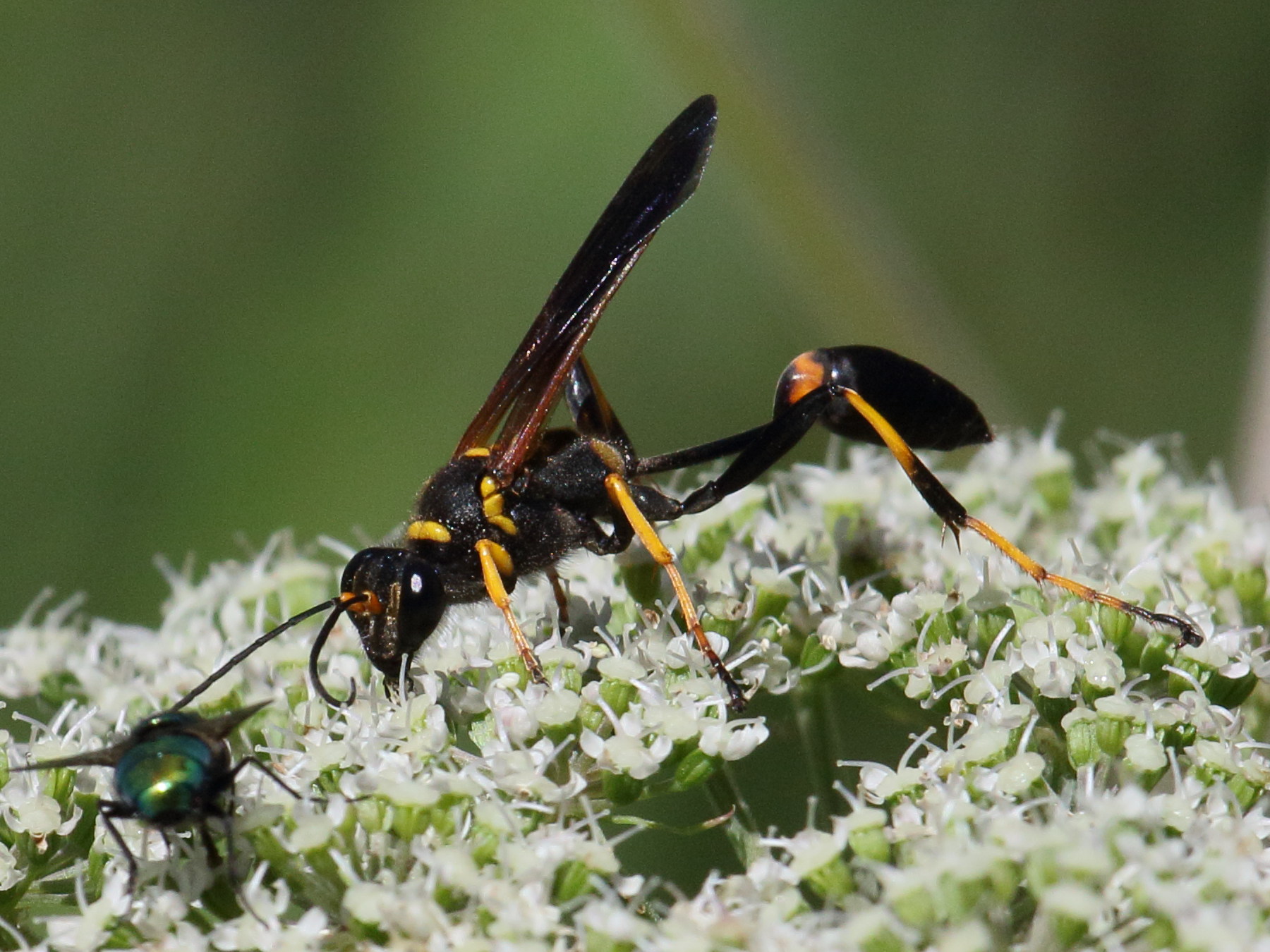 sceliphron_caementarium2bd