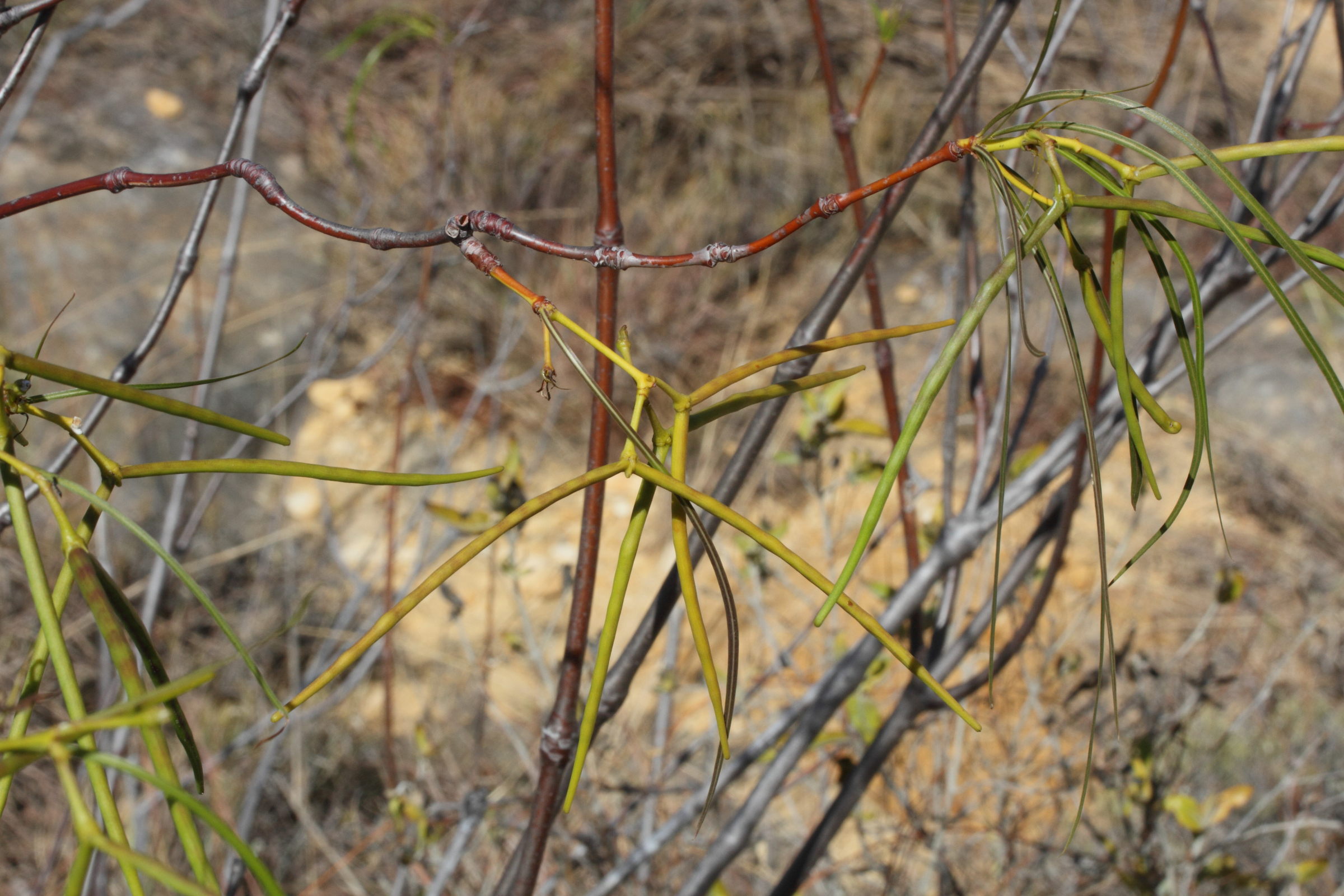Secamone_sparsiflora