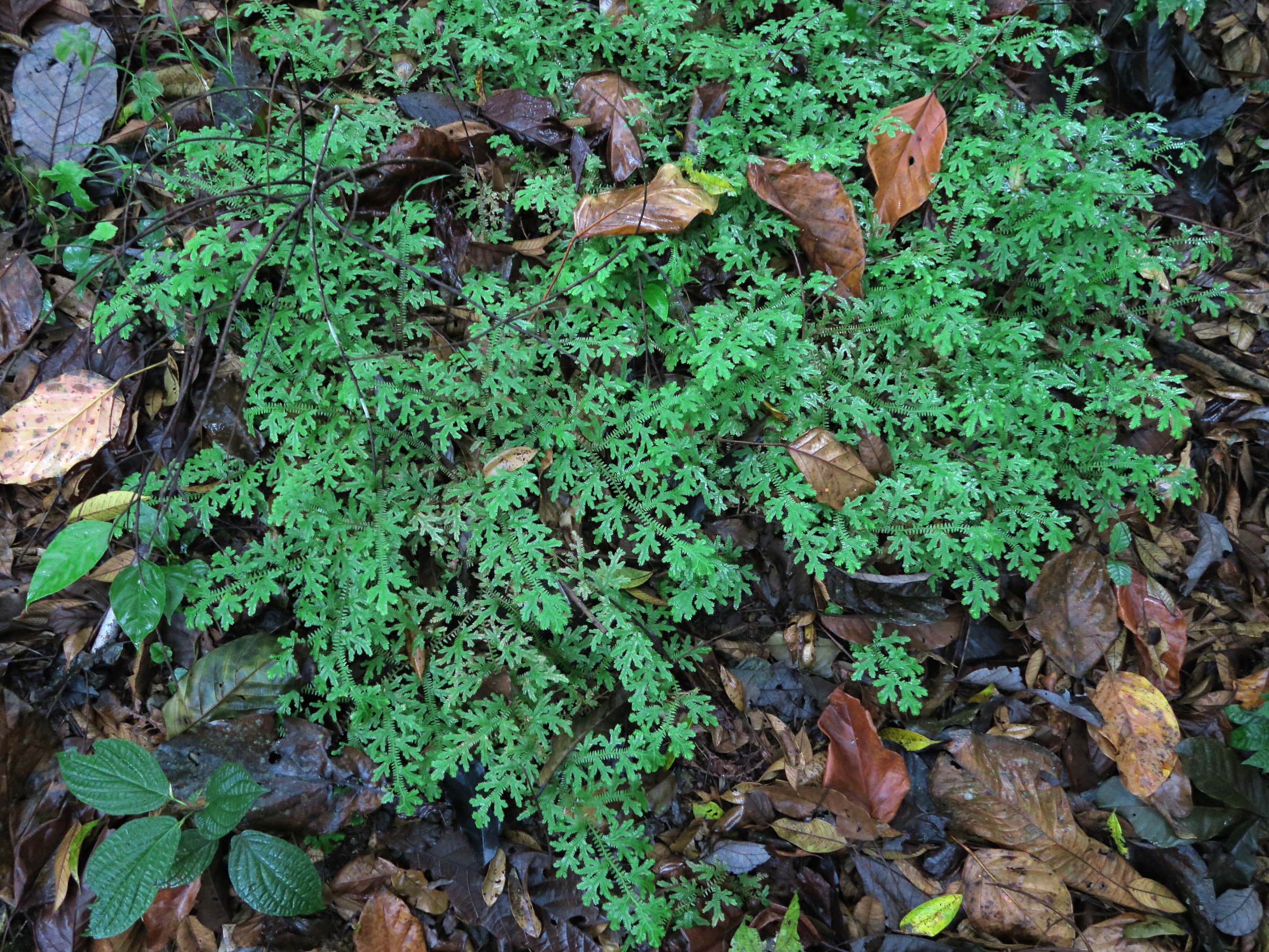 selaginella_eurynota1md