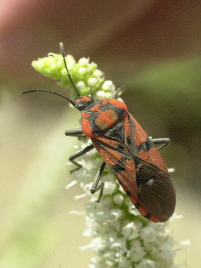 spilostethus_pandurus1md