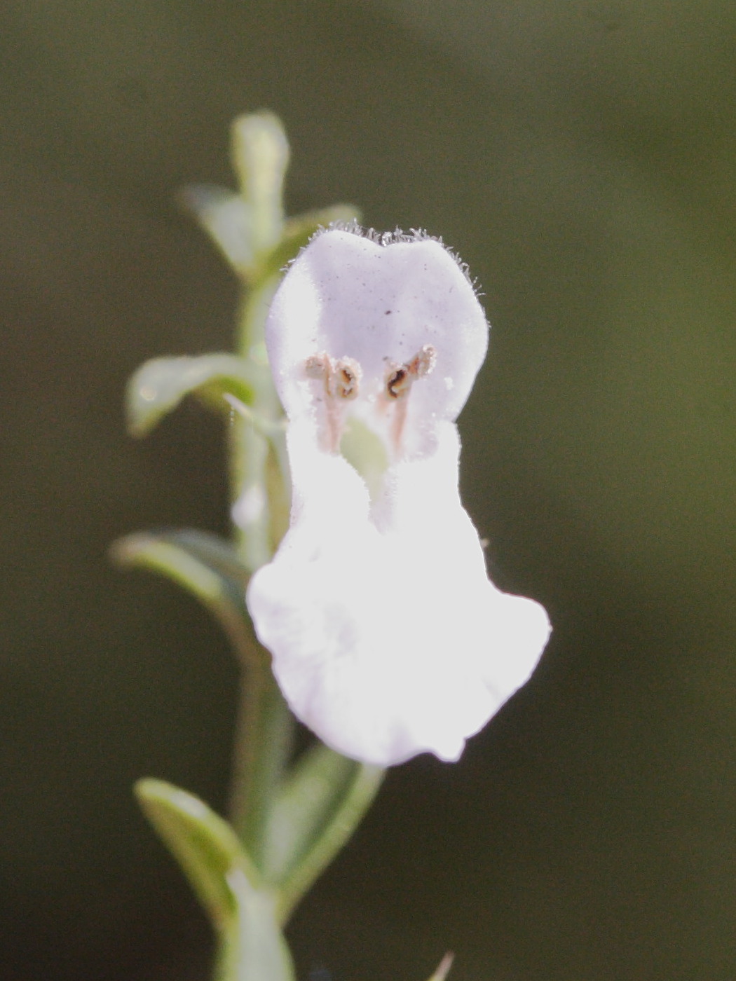stachys_glutinosa3md