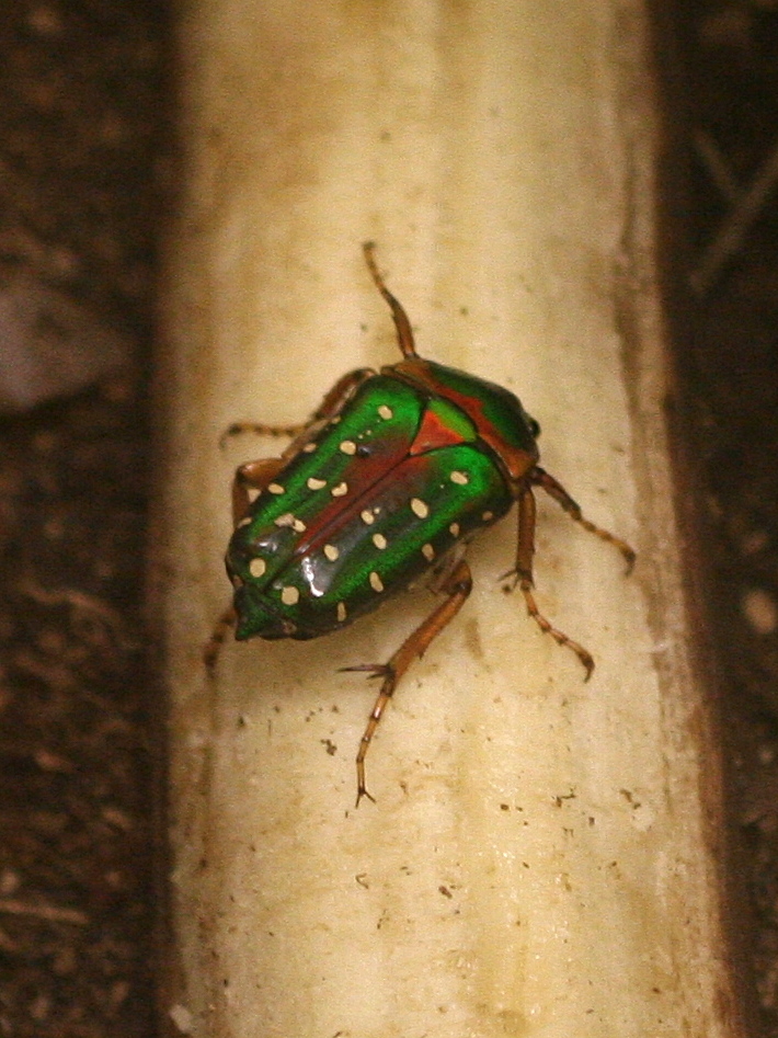 stephanorrhina_guttata