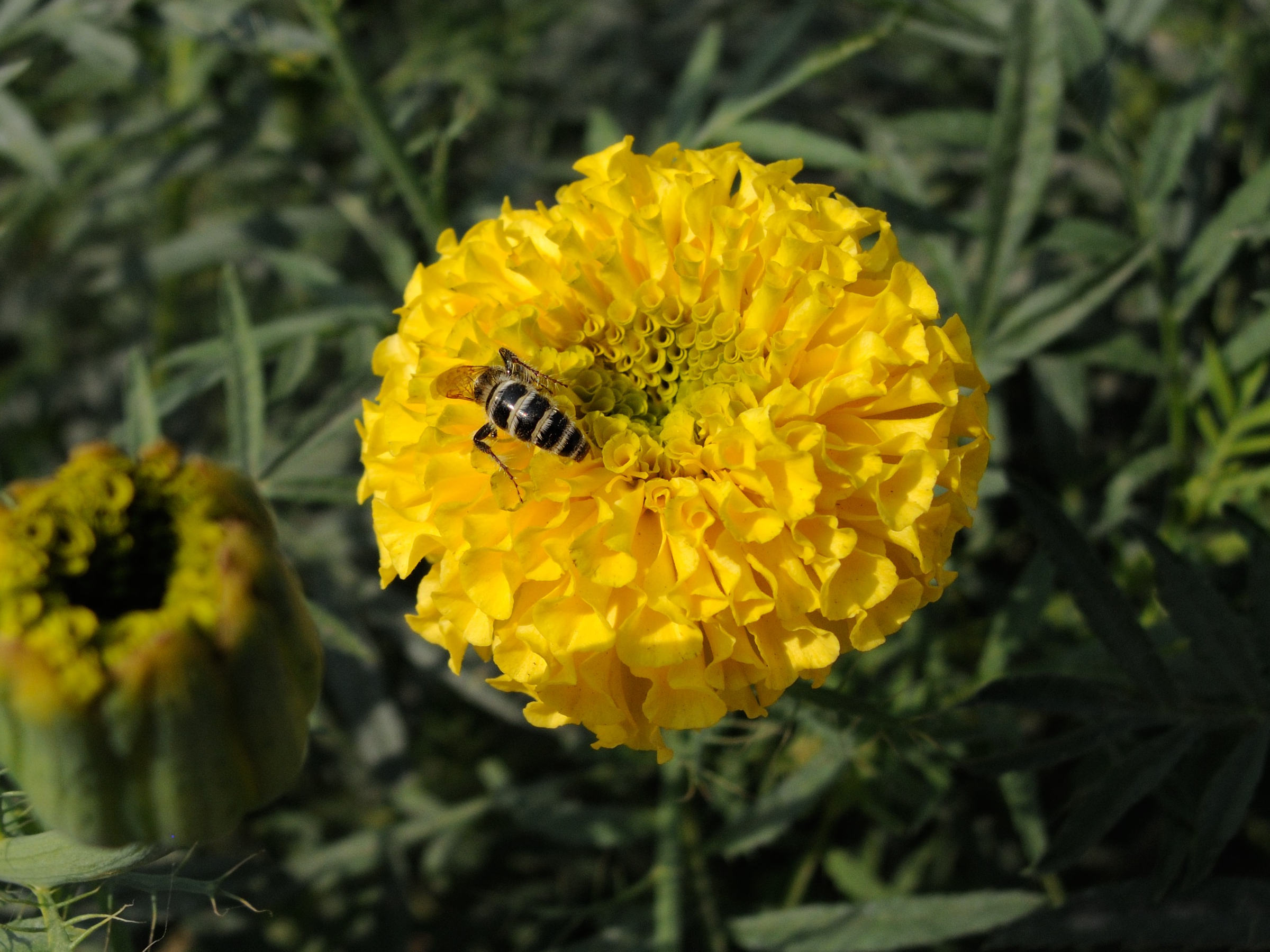 tagetes_erecta1md