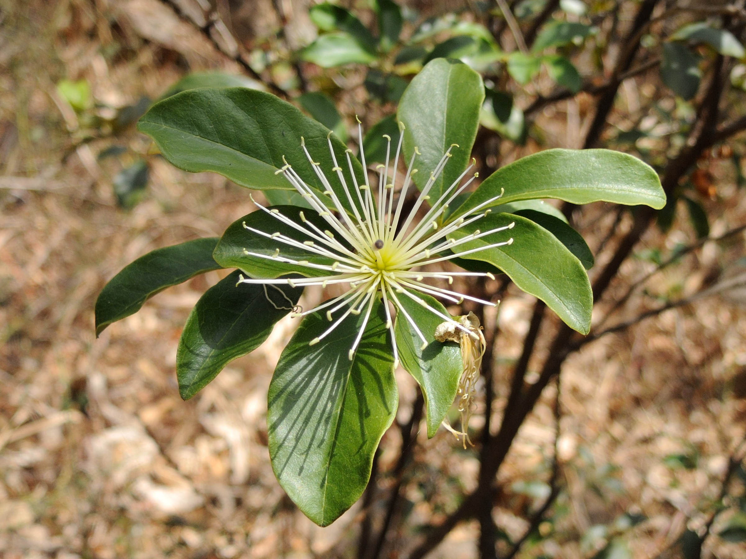 thilachium_panduriforme3md