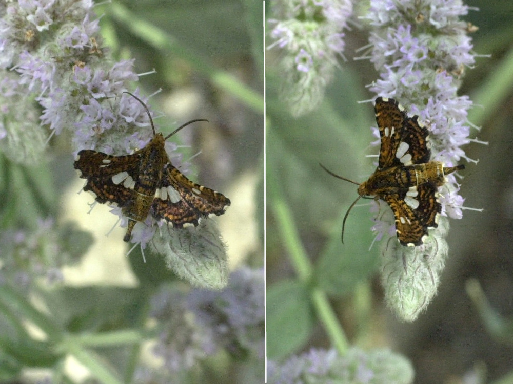 Thyris_fenestrella1MD