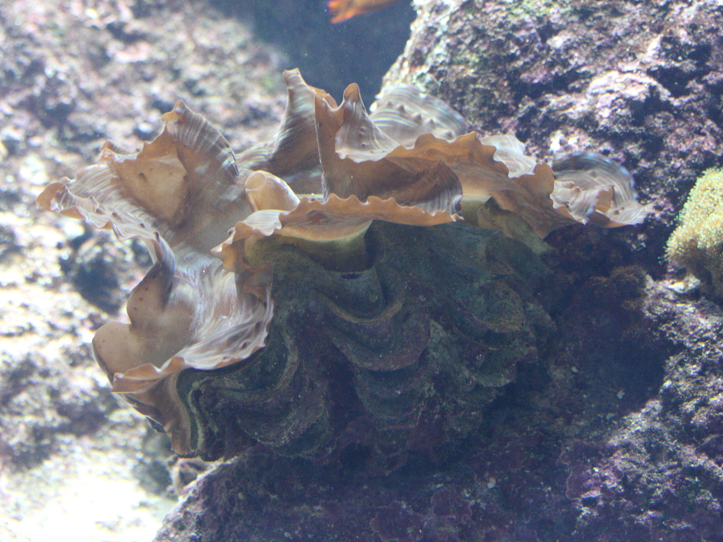 tridacna_squamosa5md