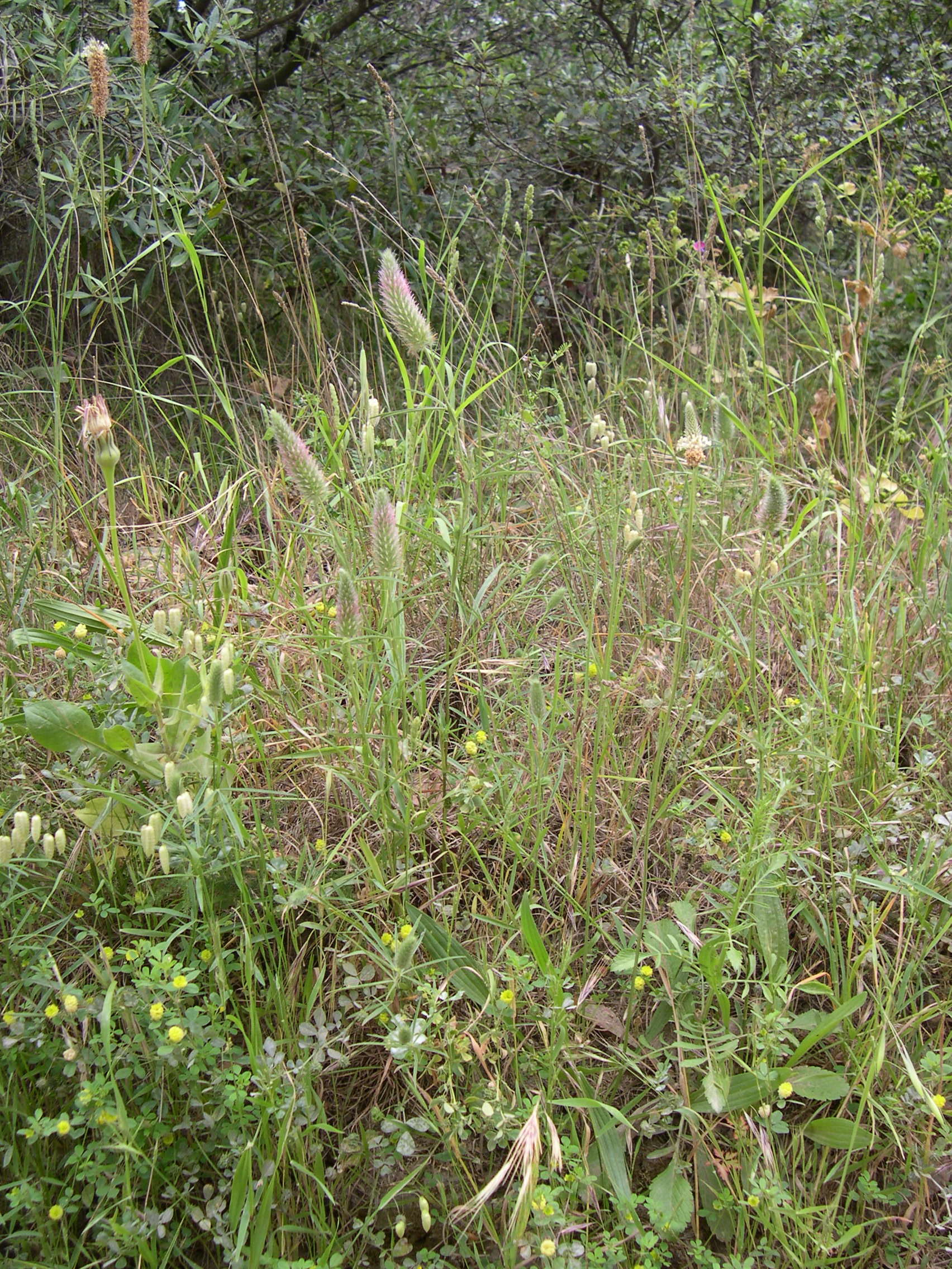 trifolium_angustifolium1md