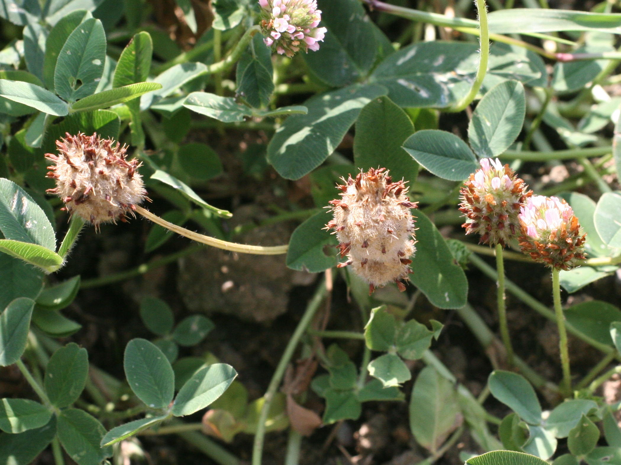 trifolium_fragiferum2md