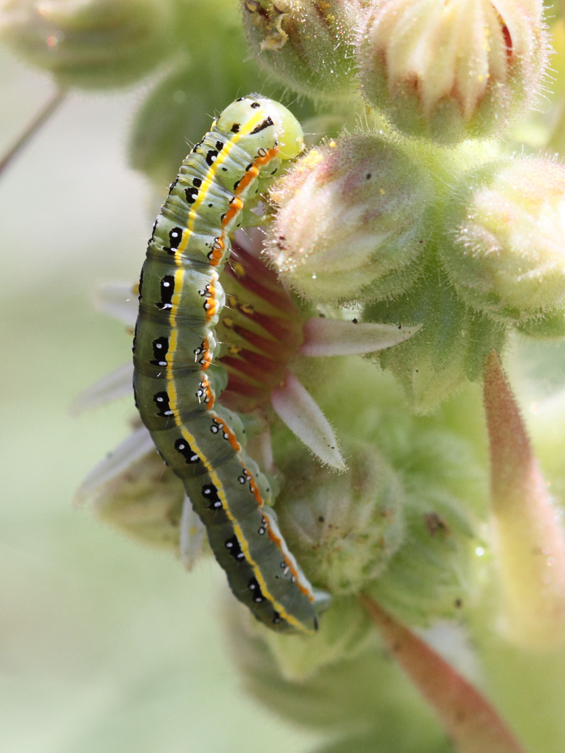 xylena_exsoleta_ch1bd