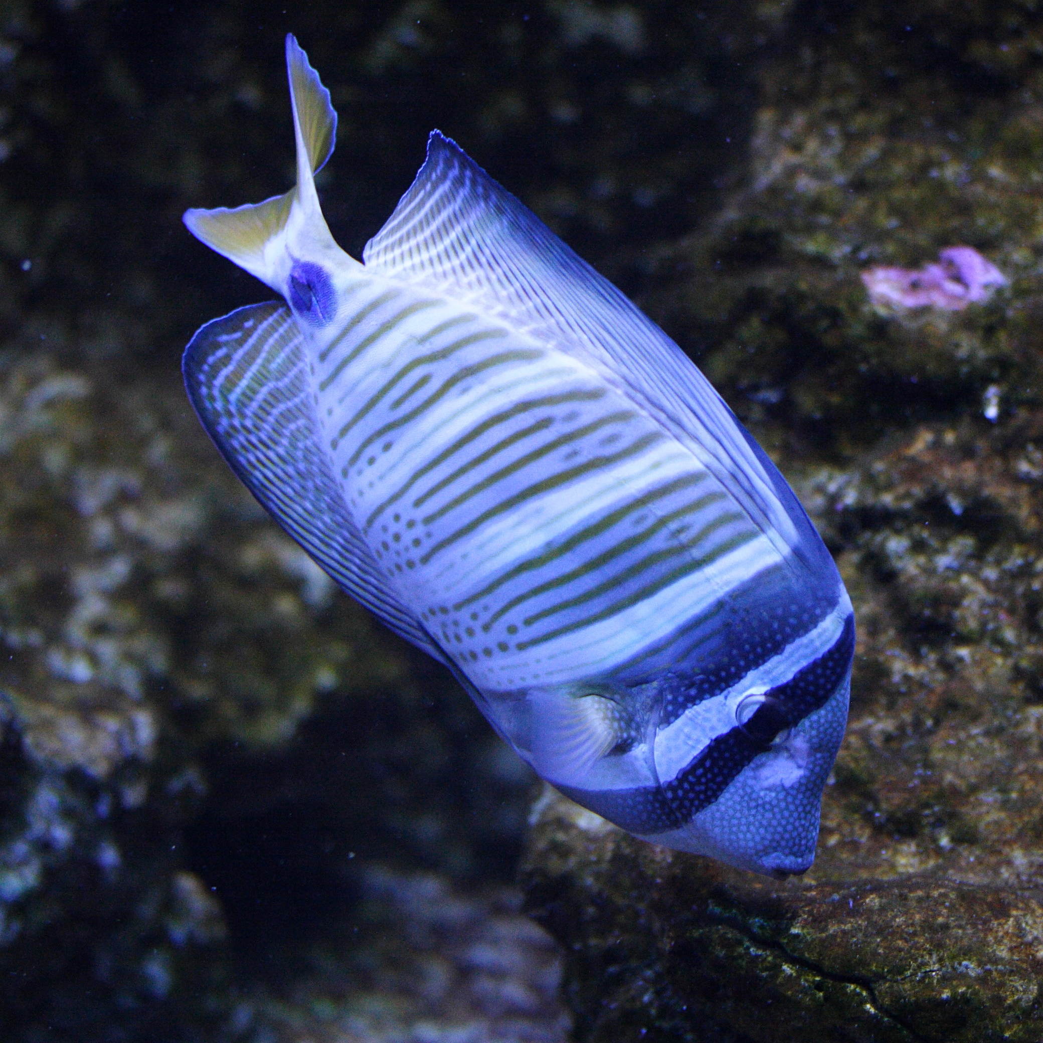 zebrasoma_veliferum2md