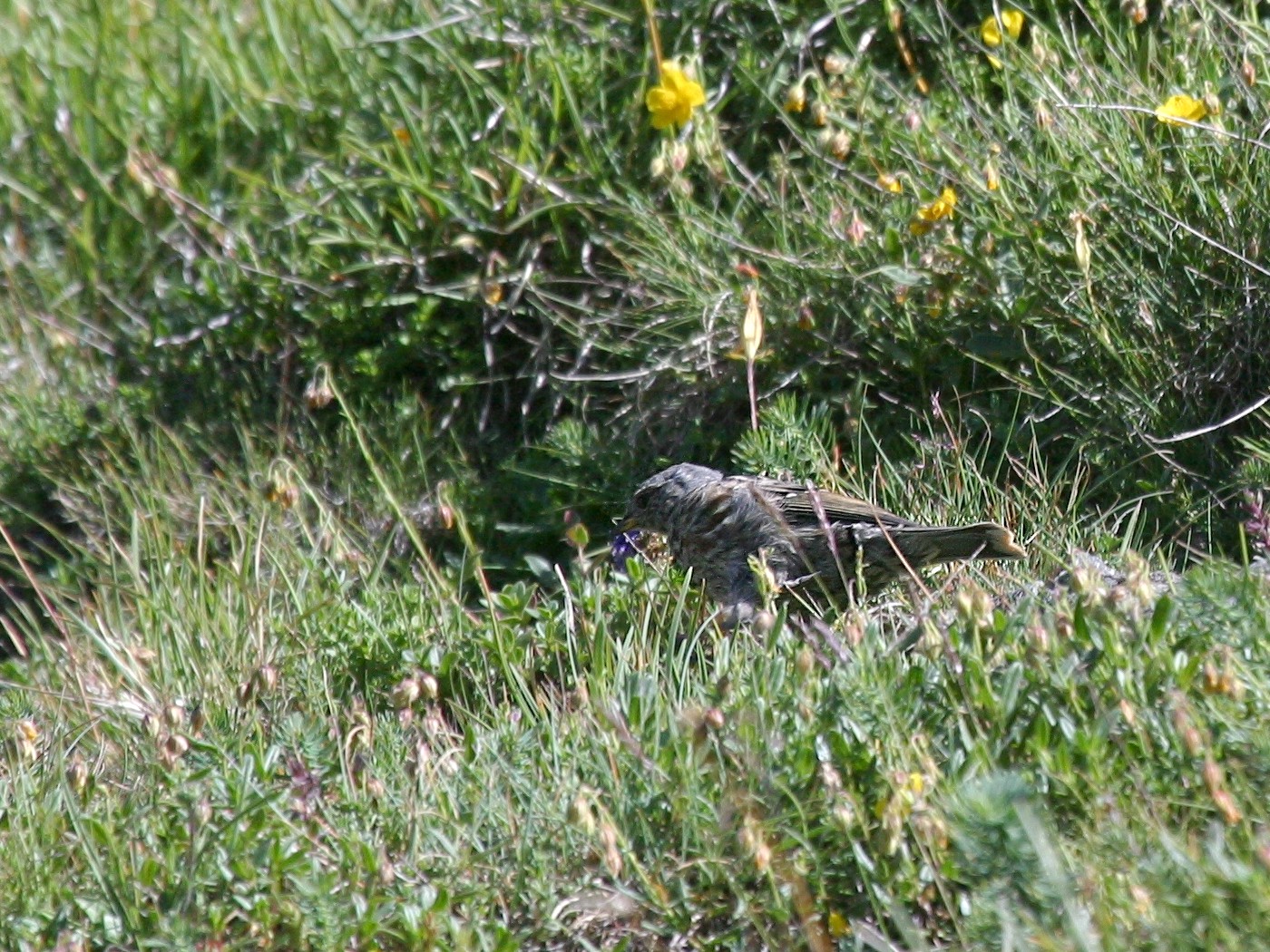 accenteur_alpin_-_prunella_collaris4bd