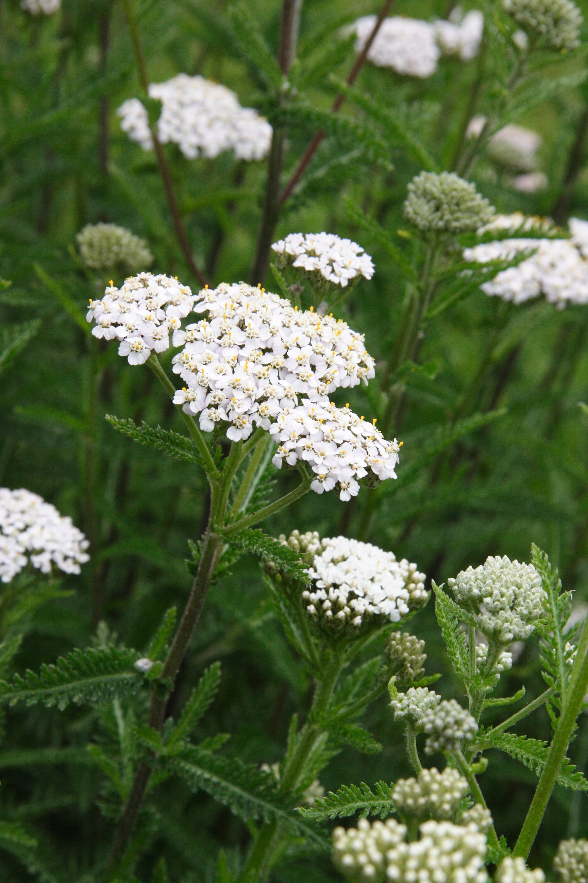 achillea_distans_tanacetifolia1bmd