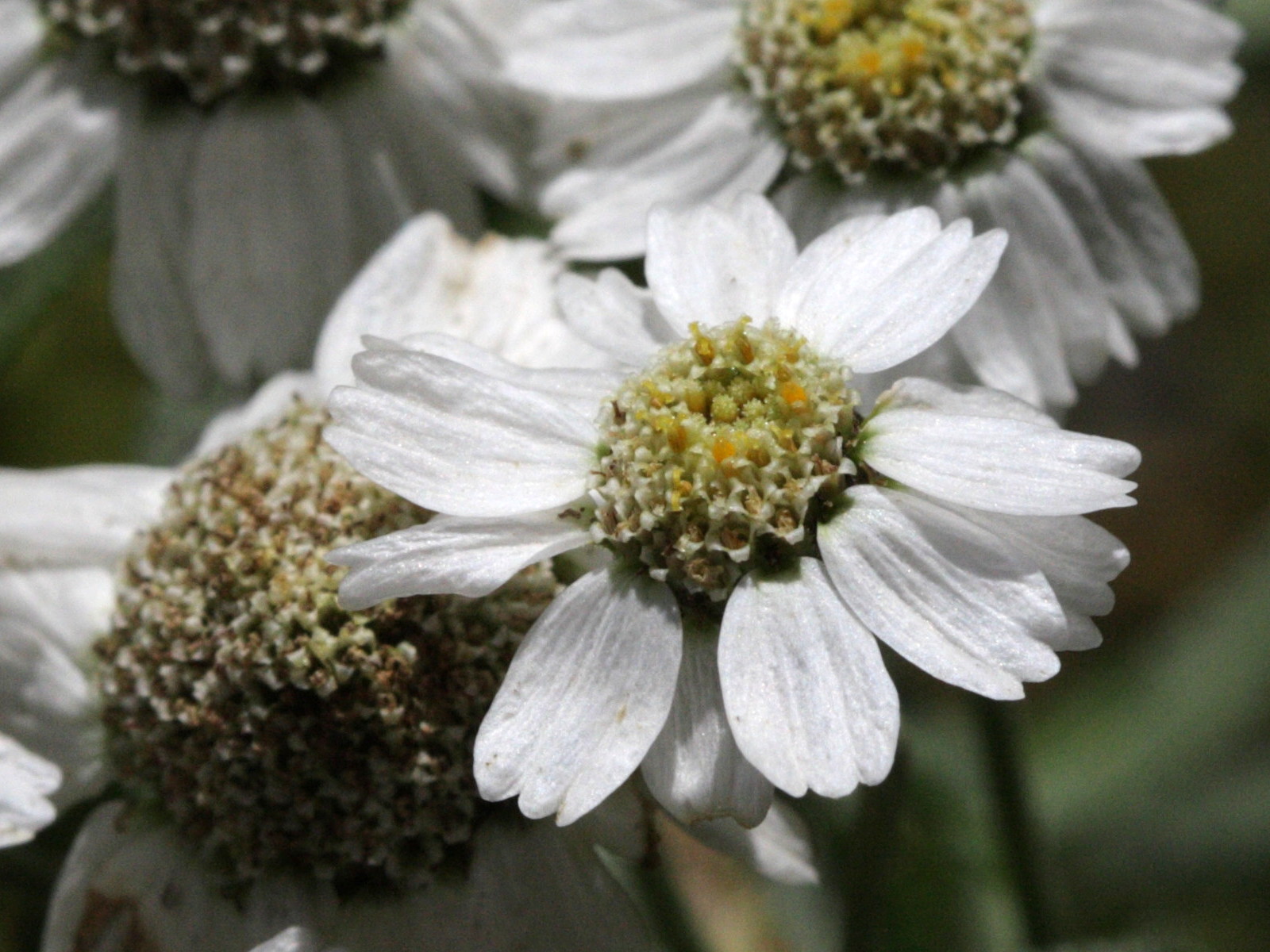 achillea_ptarmica_pyrenaica2bd