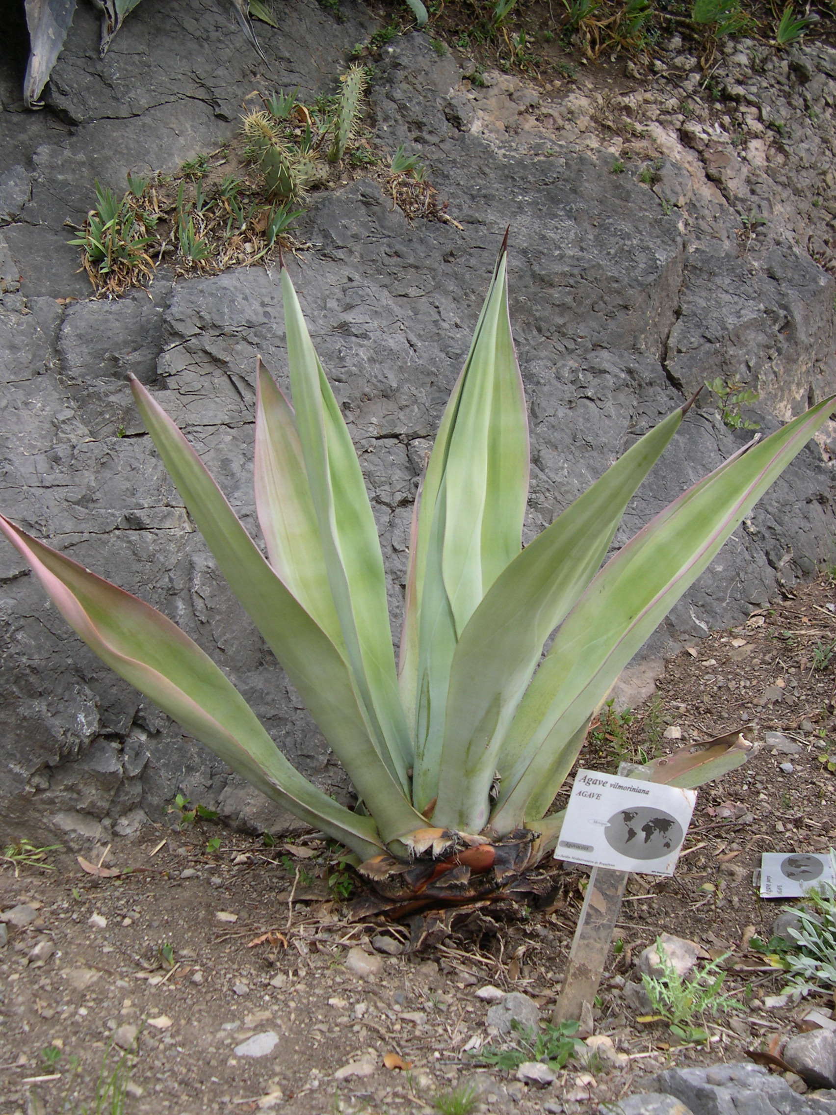 agave_vilmoriniana1md