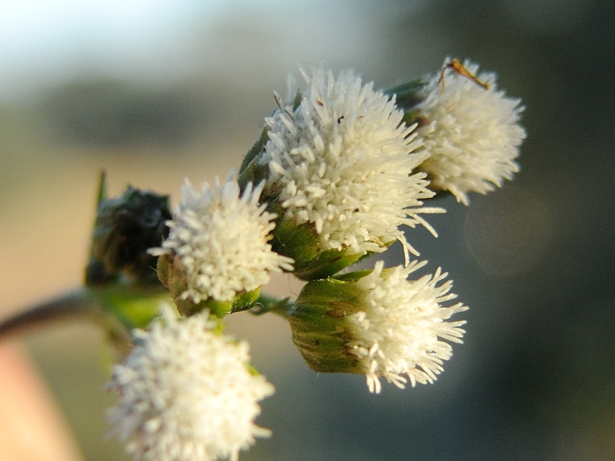 ageratina_riparia5md