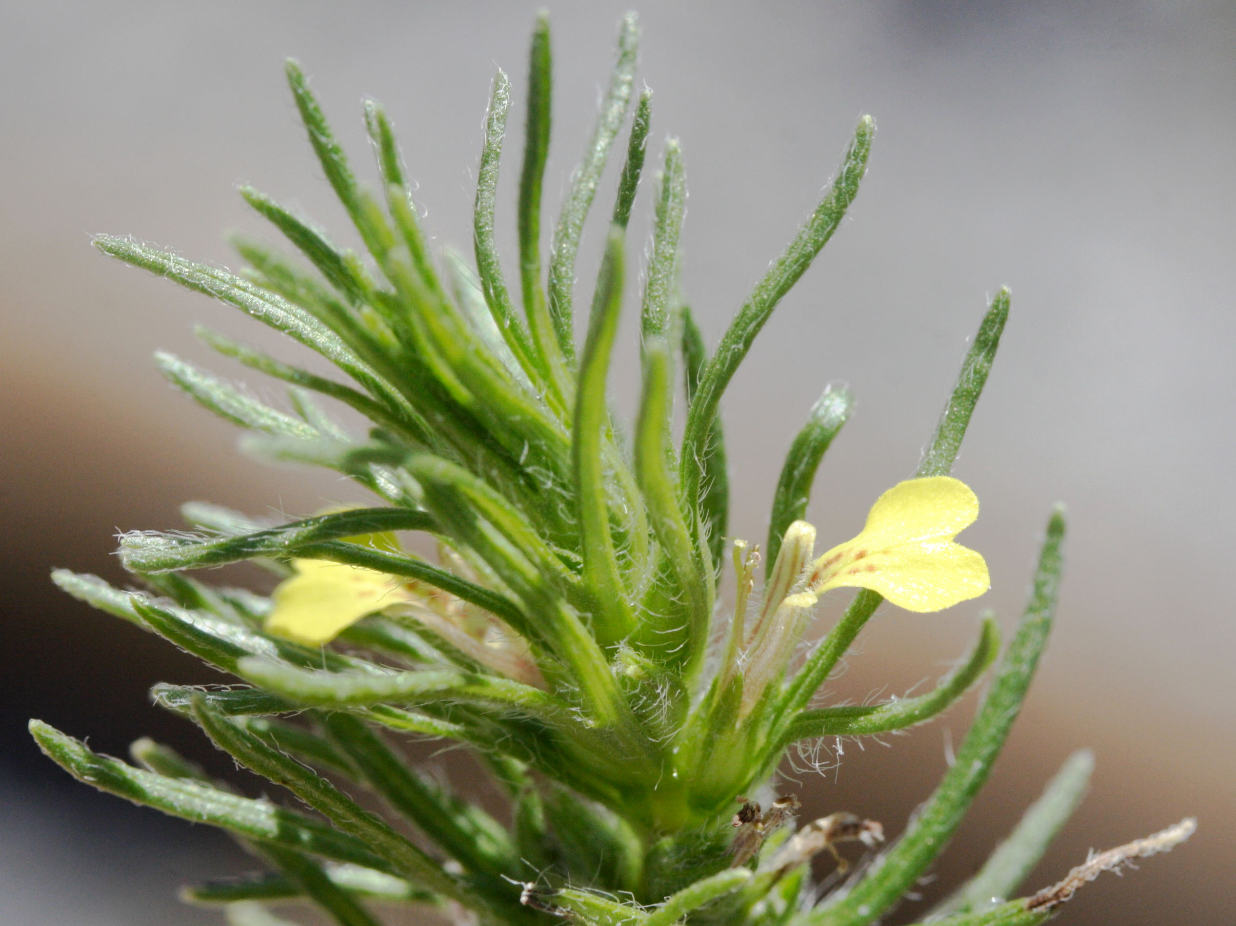 ajuga_chamaepitys4md