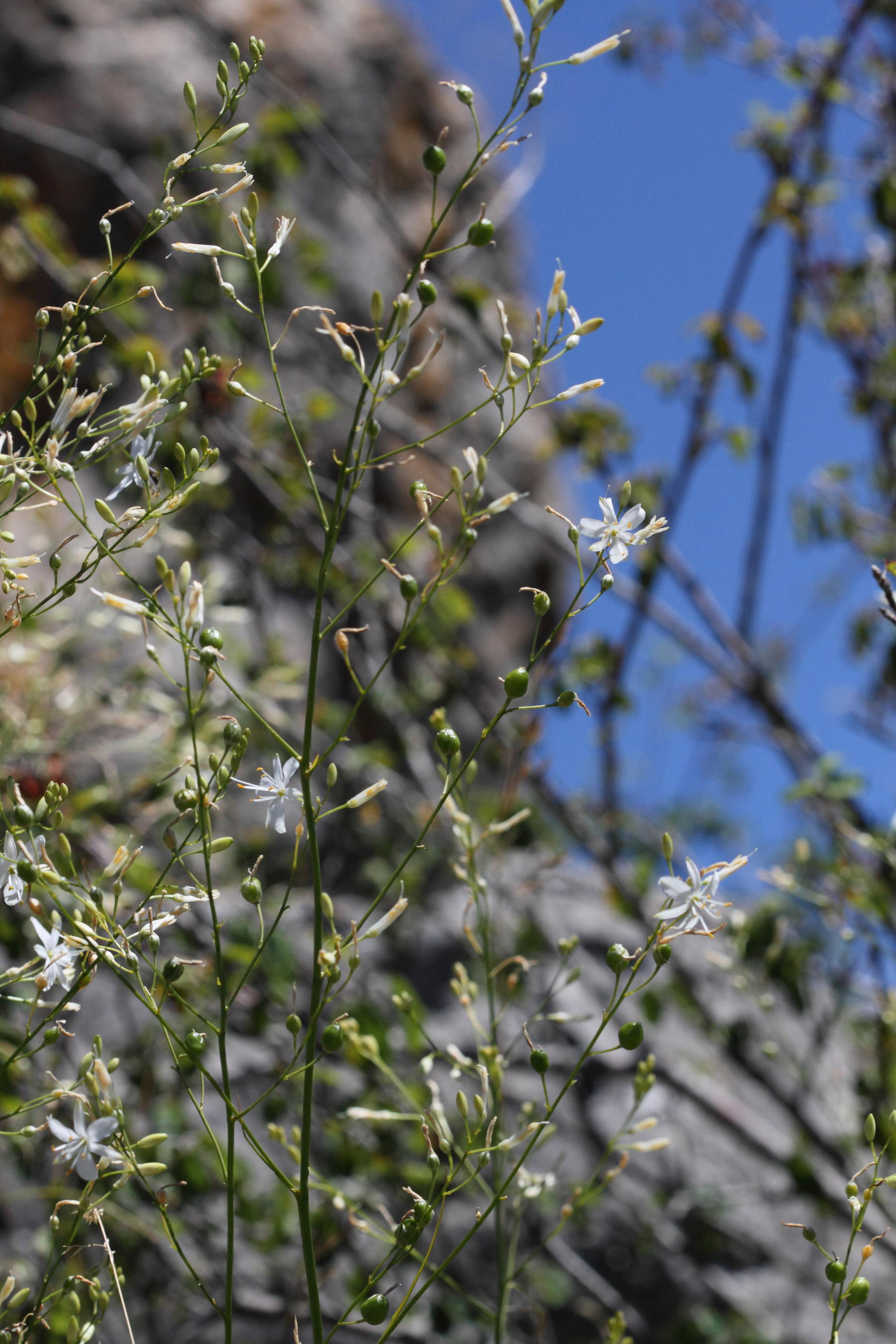 anthericum_ramosum1bmd