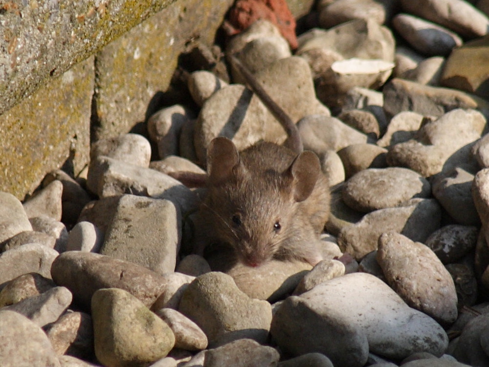 apodemus_sylvaticus4sd