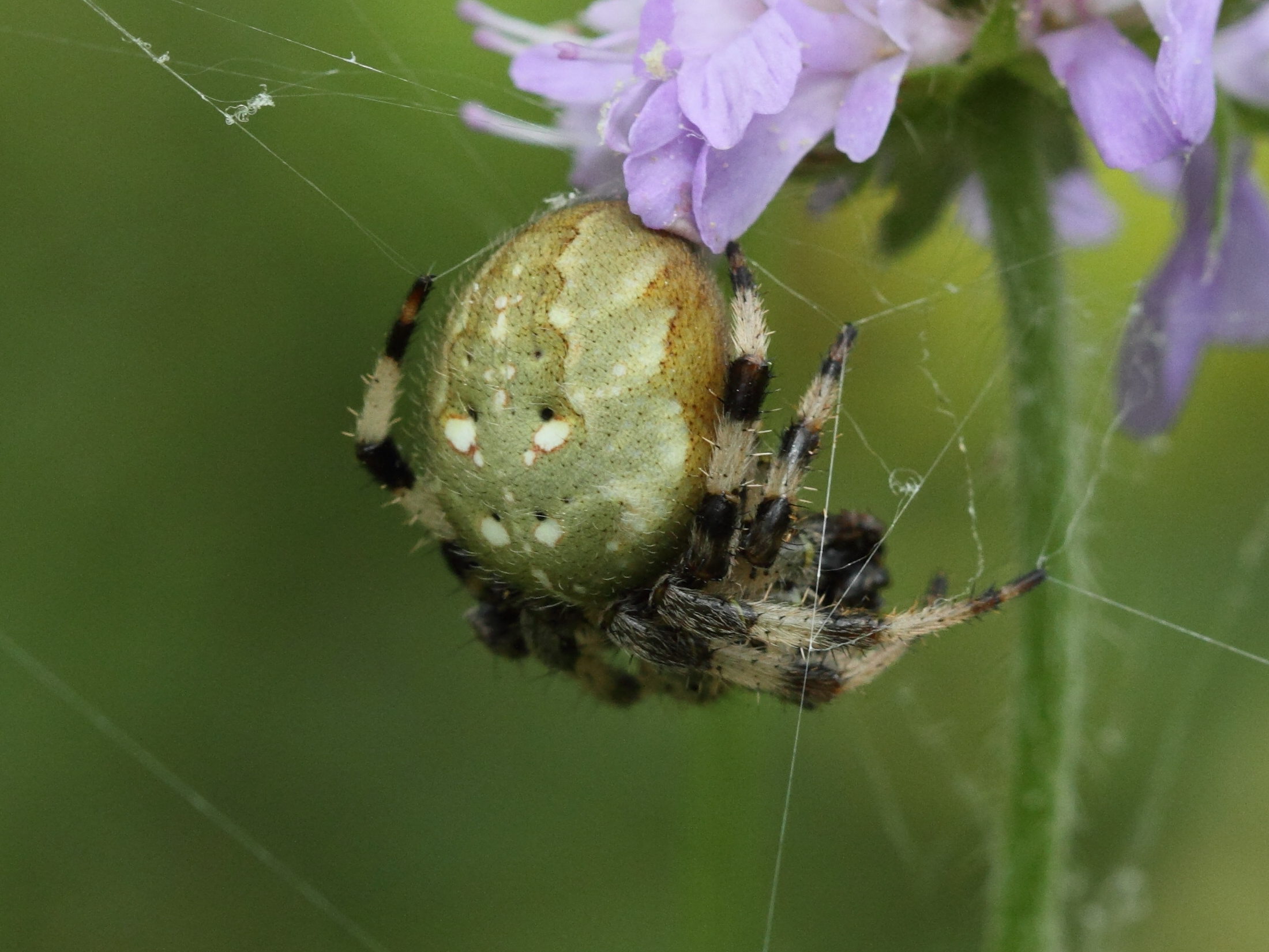 araneus_quadratus6bd