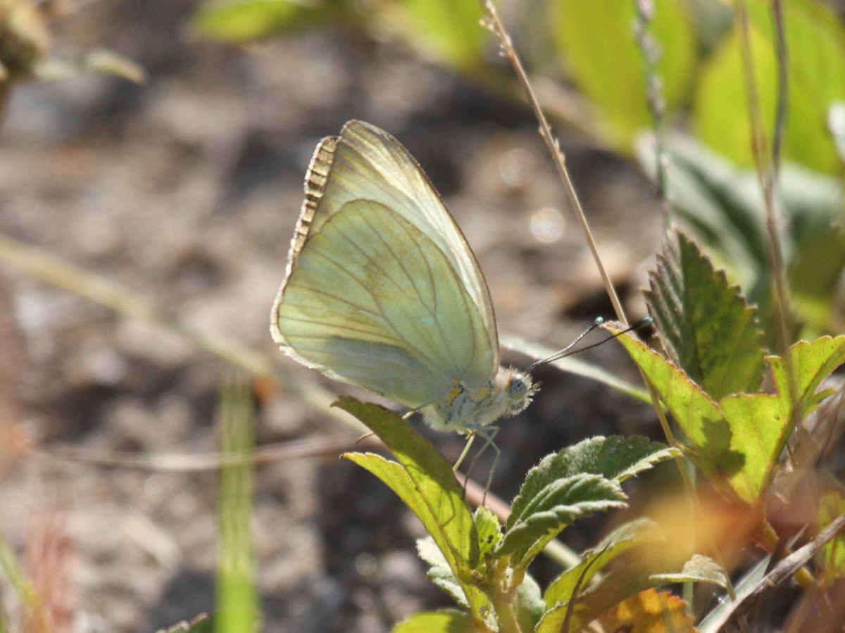 ascia_monuste_virginia1bd