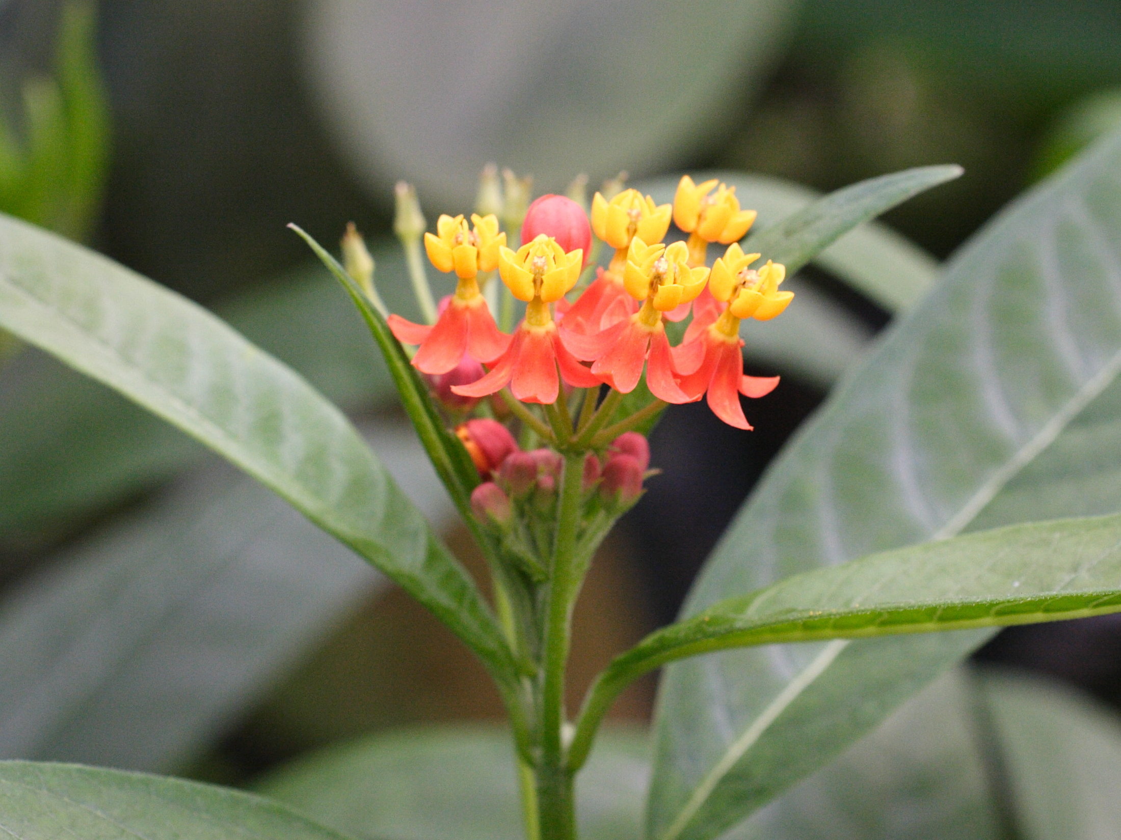 asclepias_curassavica2md