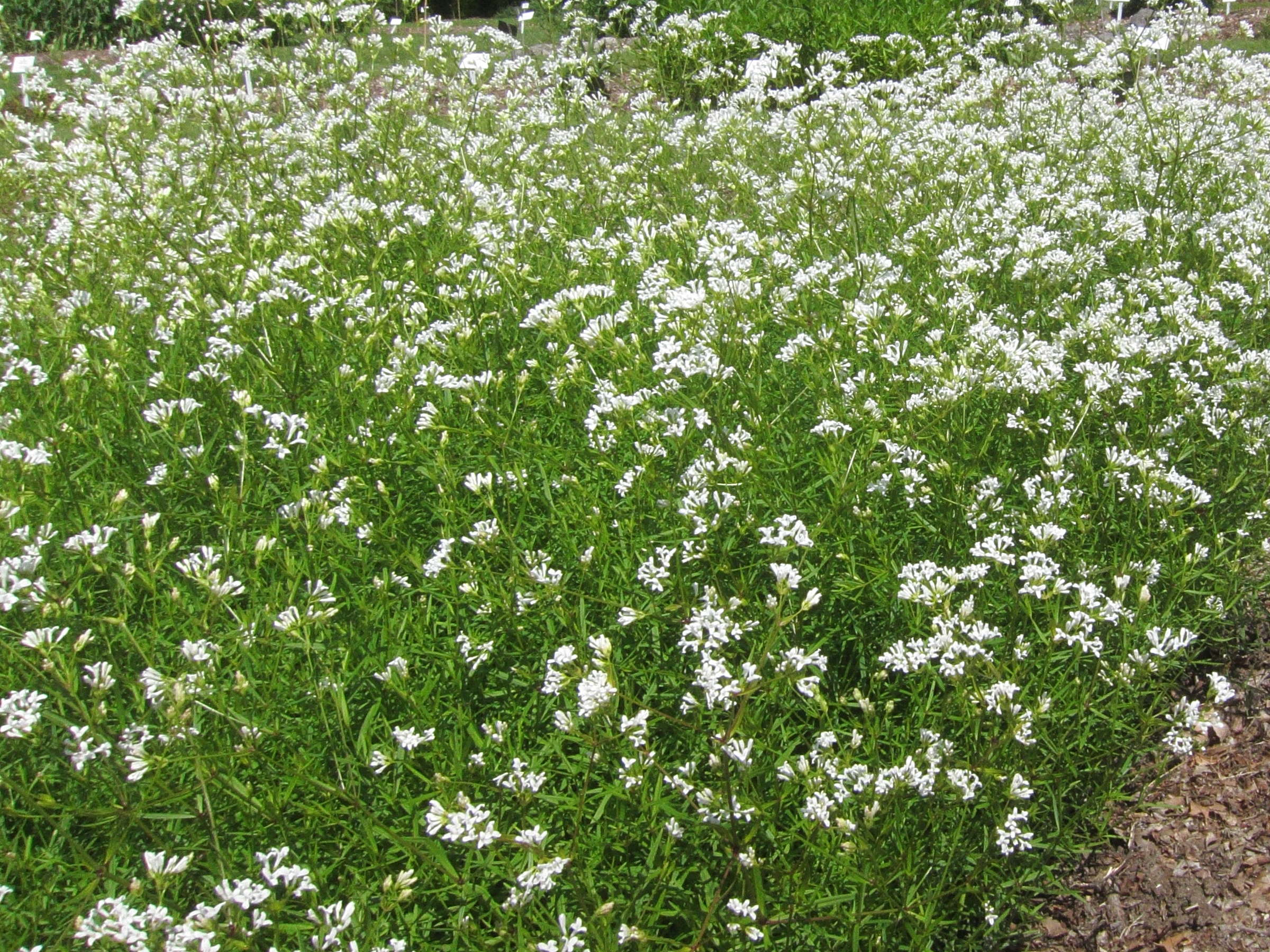 asperula_tinctoria2bd