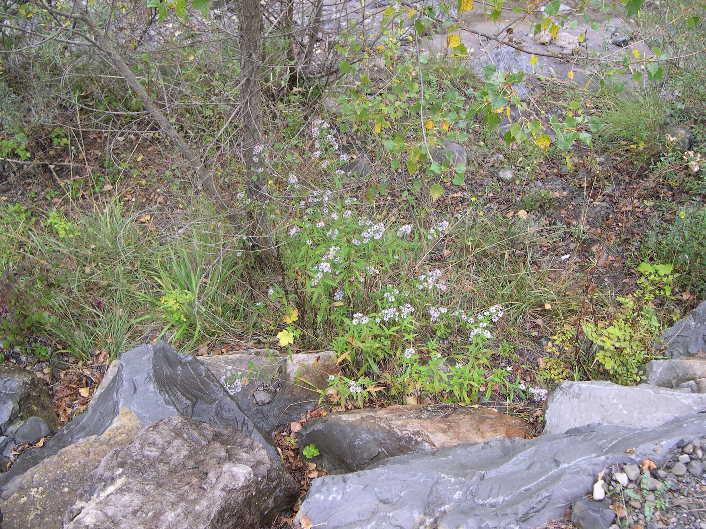 aster_novi-belgii1md