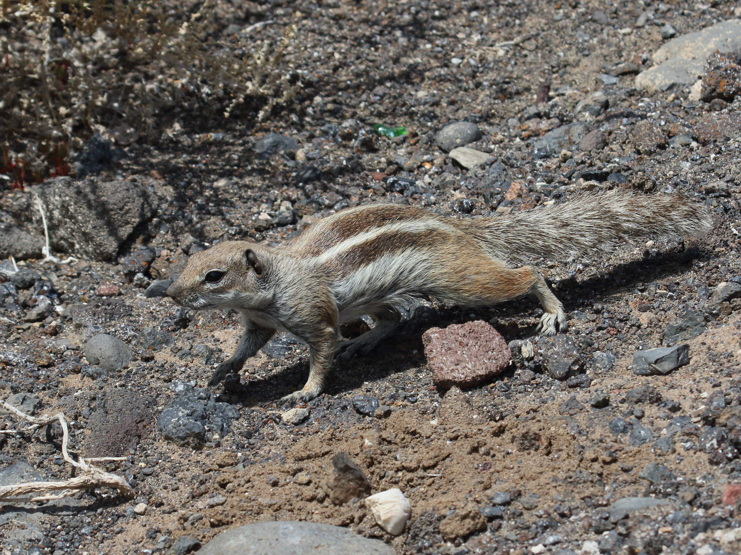 atlantoxerus_getulus4bd