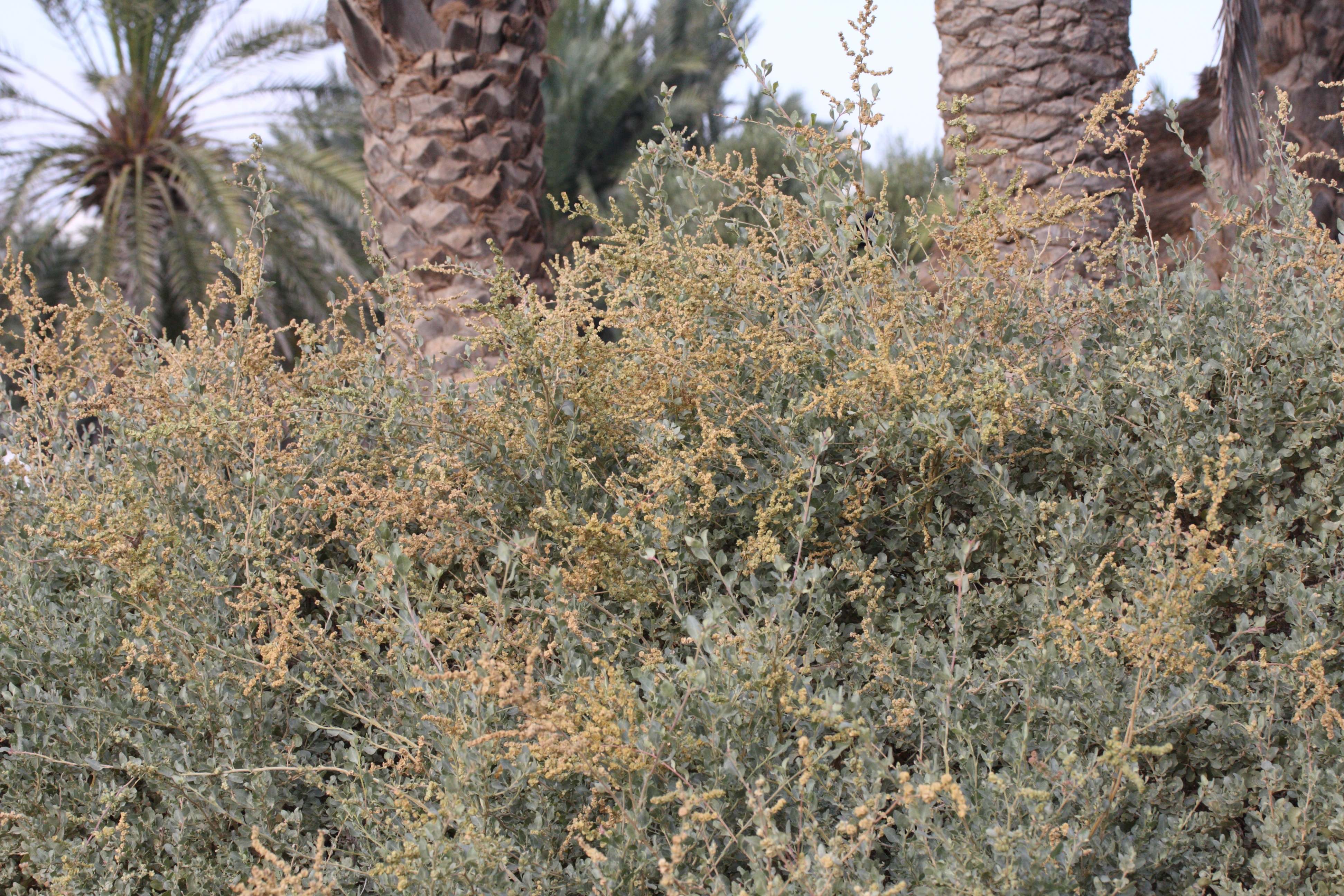 Afficher le média atriplex_halimus1cmd atriplex_halimus1cmd