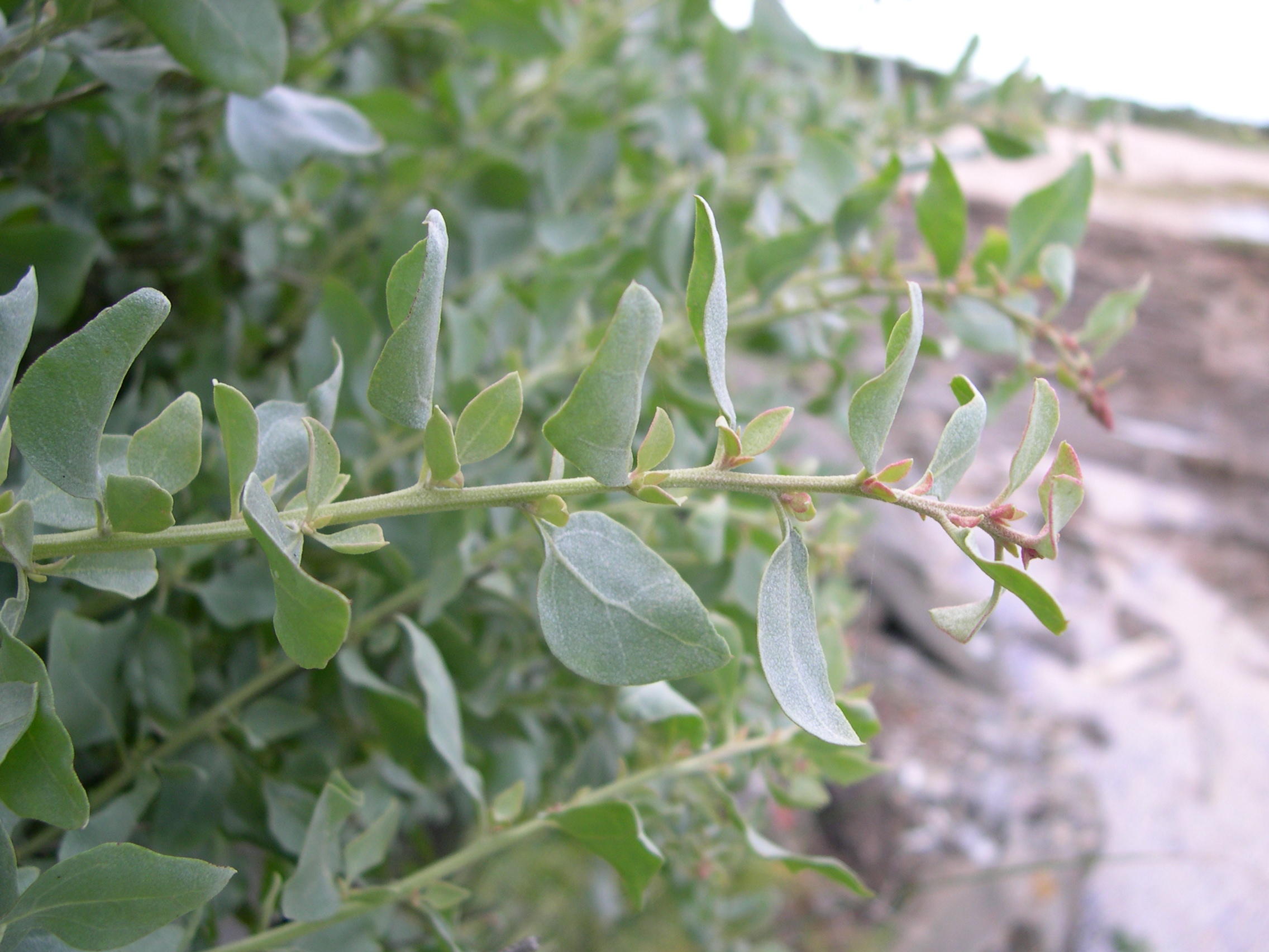 Afficher le média atriplex_halimus2md atriplex_halimus2md