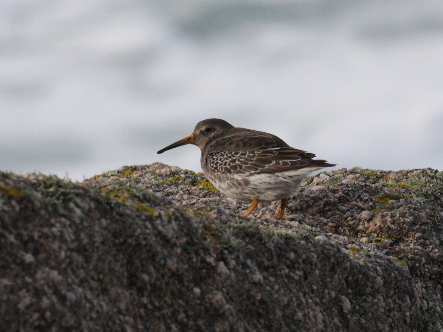 becasseau_violet_-_calidris_maritima4bd