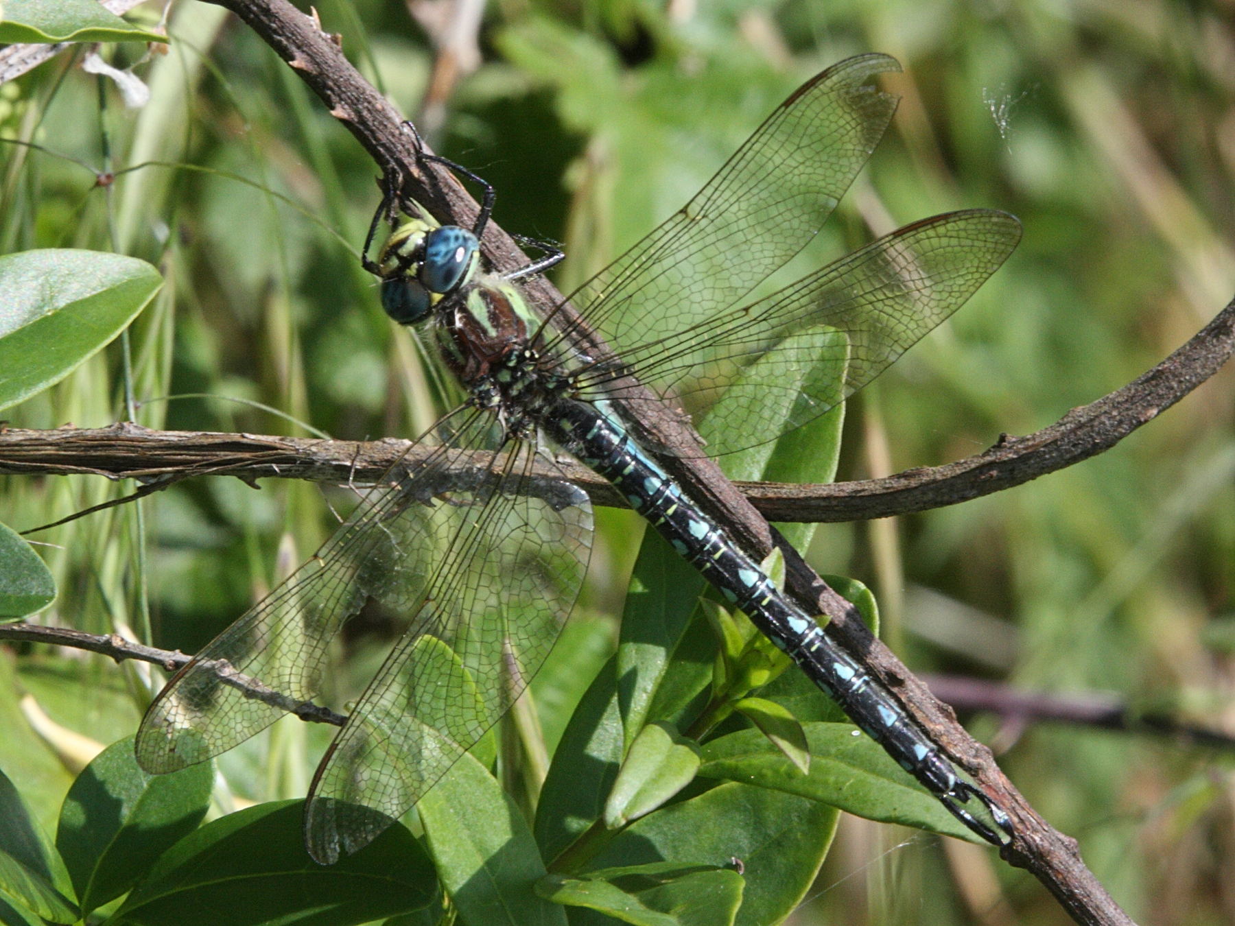 brachytron_pratense1md