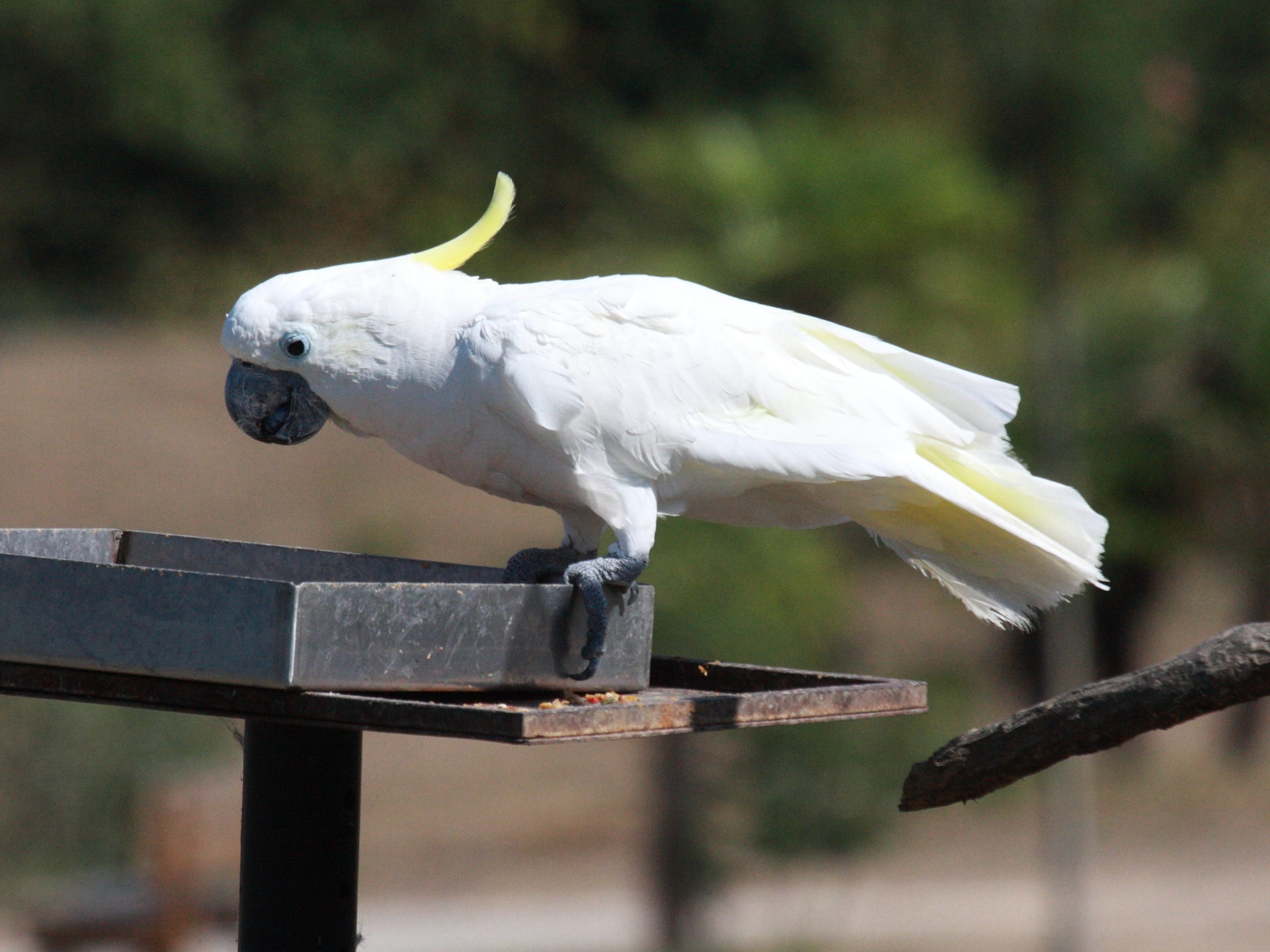 cacatoes_a_huppe_jaune_-_cacatua_galerita1bd