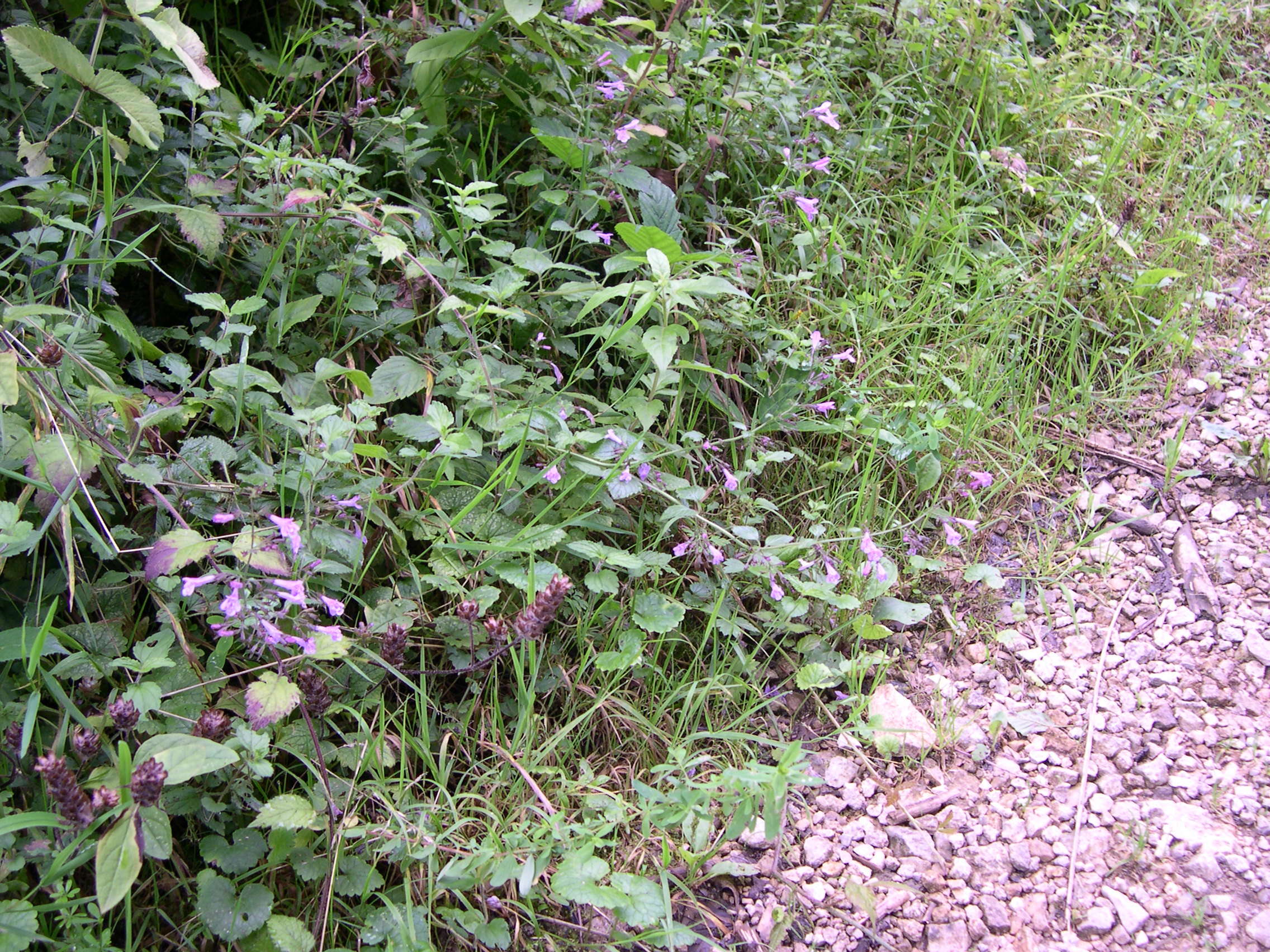 calamintha_menthifolia1md