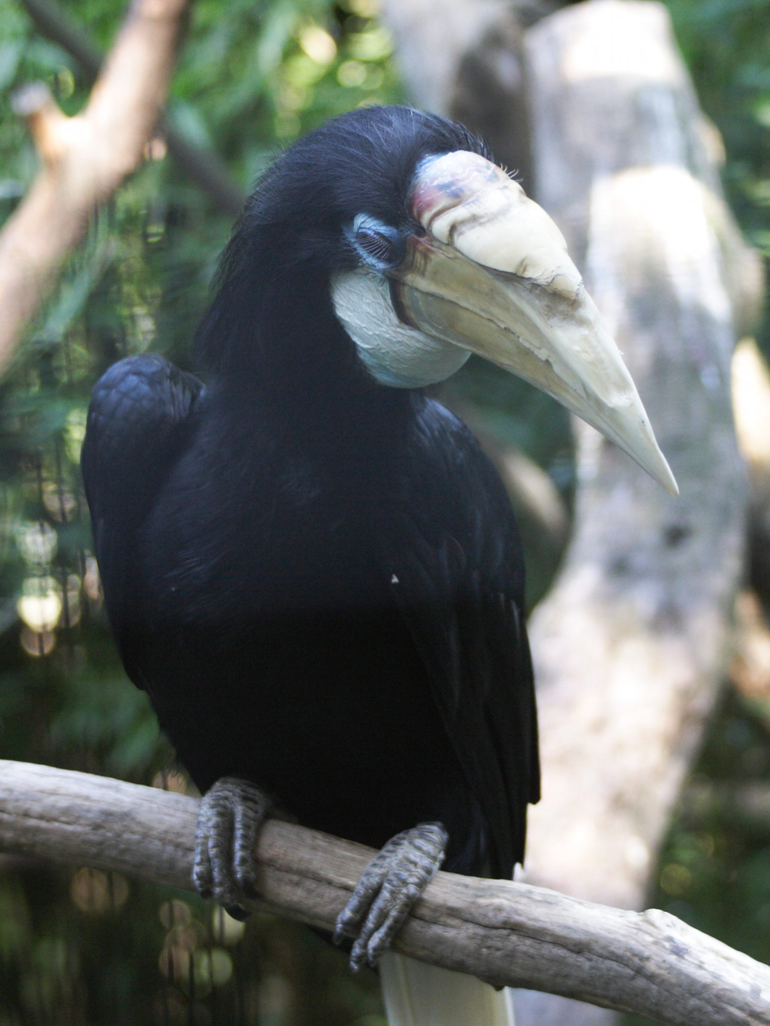 calao_papou_-_rhyticeros_plicatus2md